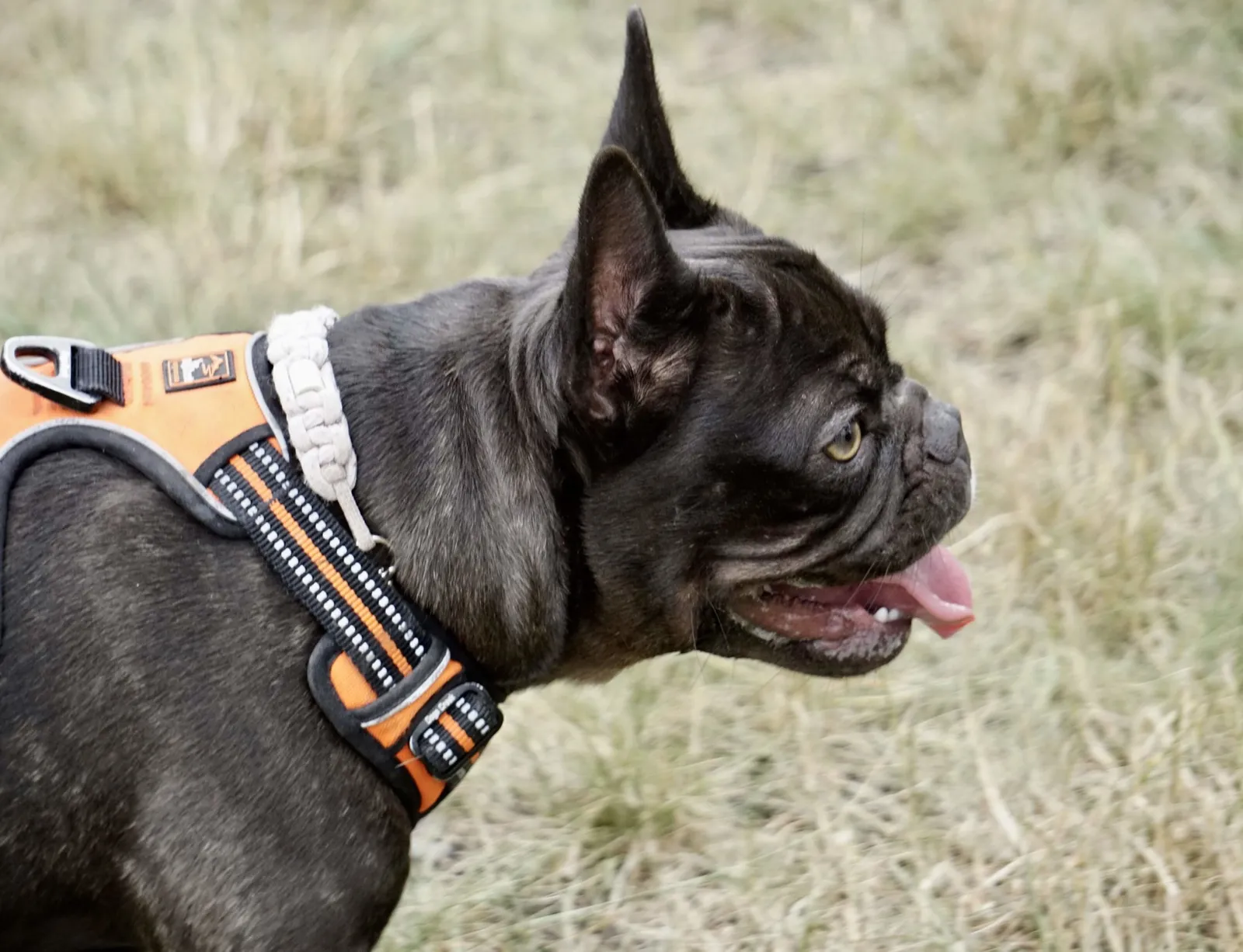 French Bulldog