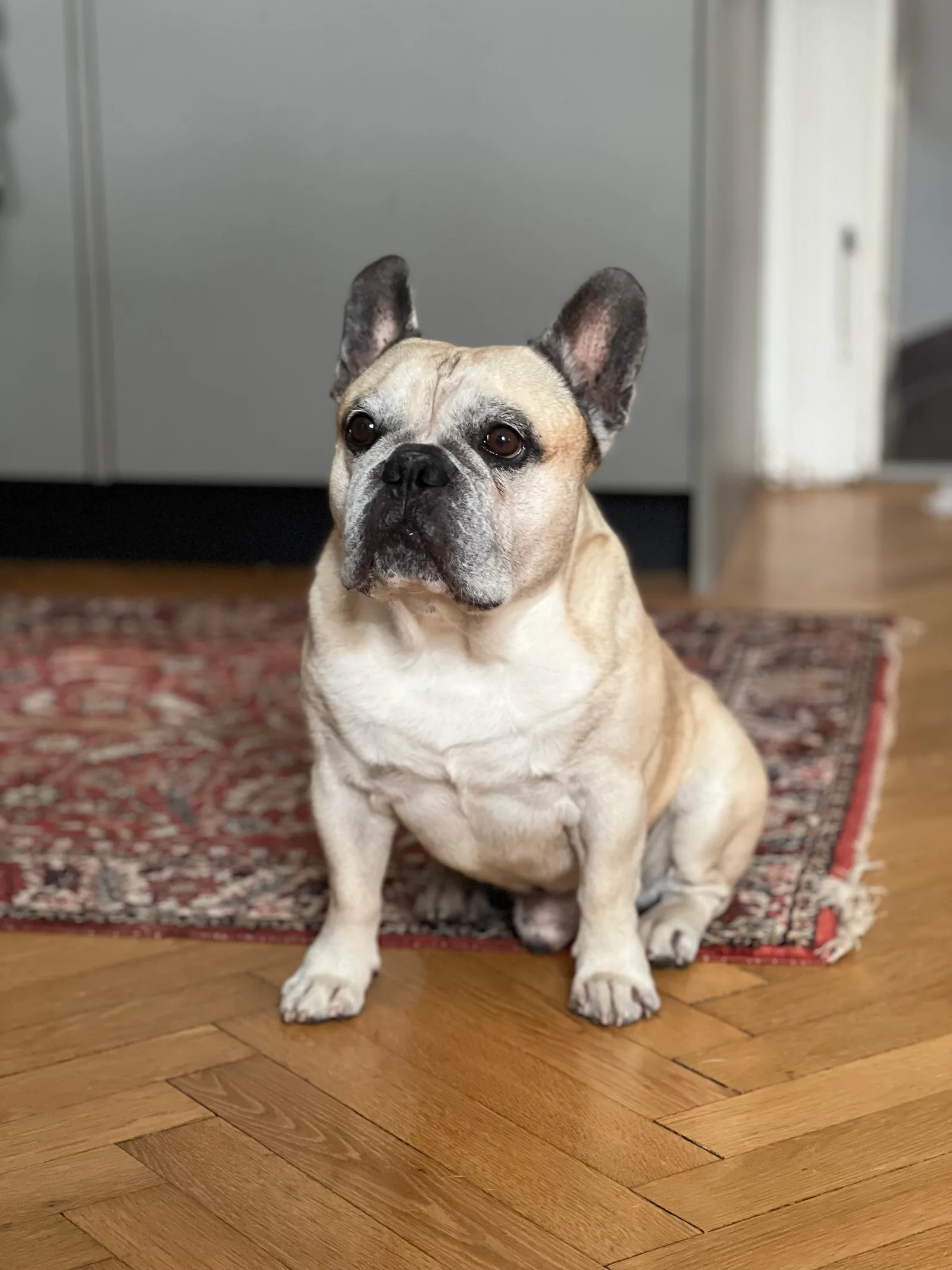 Murphy sitting on parquet flooring in front of a red carpet, looking up.