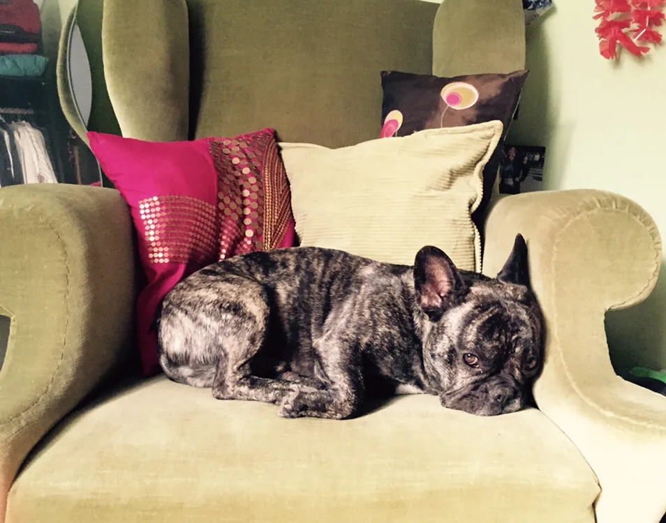 French Bulldog