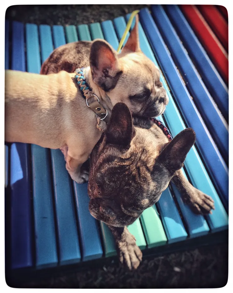 French Bulldog