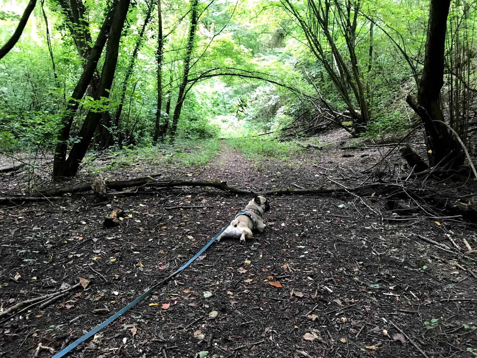 Ausflug mit Hund in die Donau-Auen rund um Maria Ellend