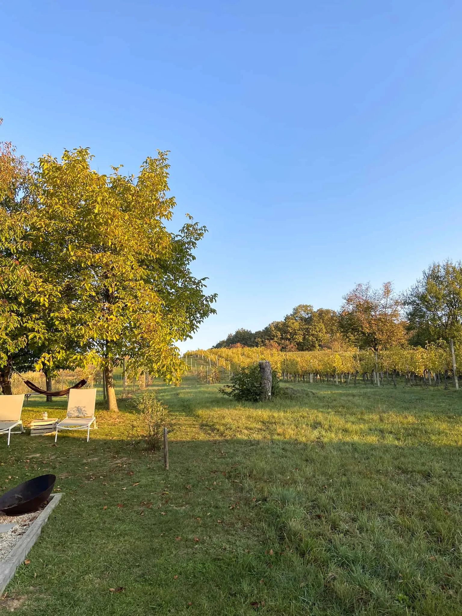 Blick am Weinloft vorbei in den Weingarten