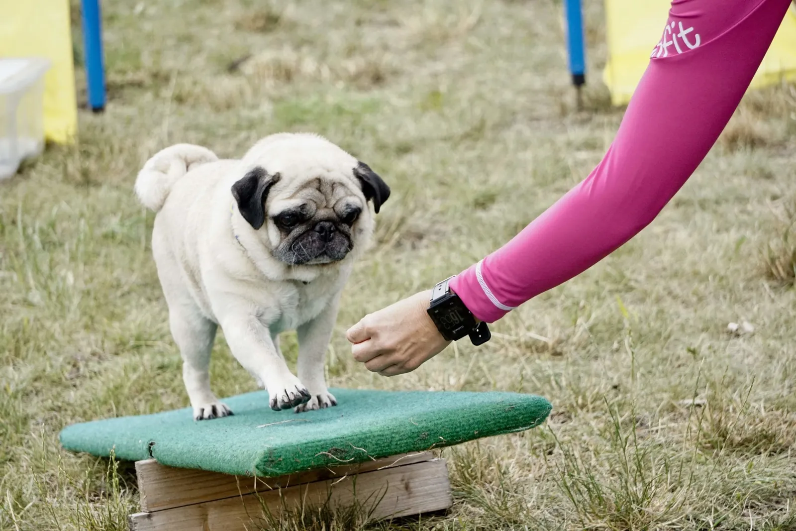 Mops