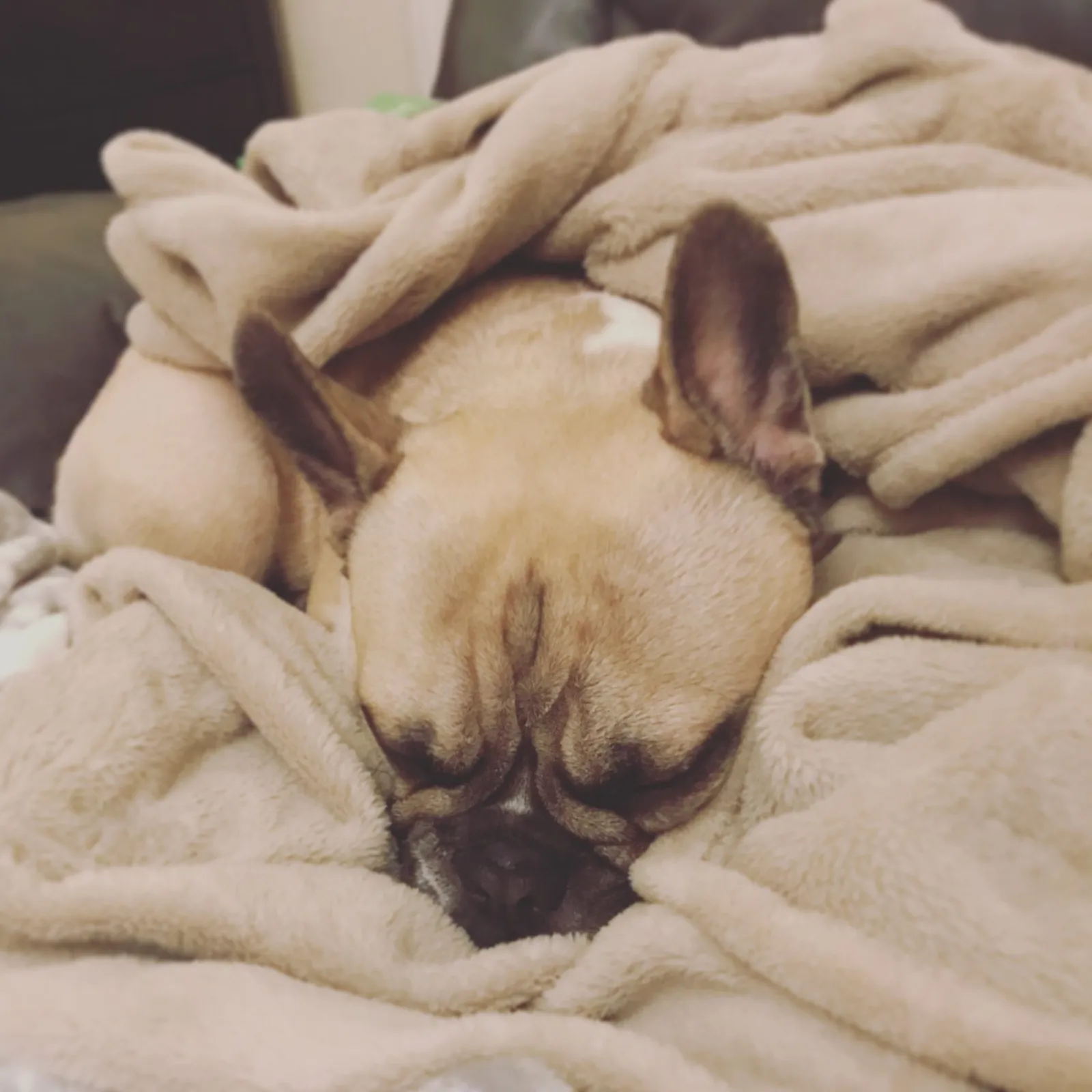 Hundestudio