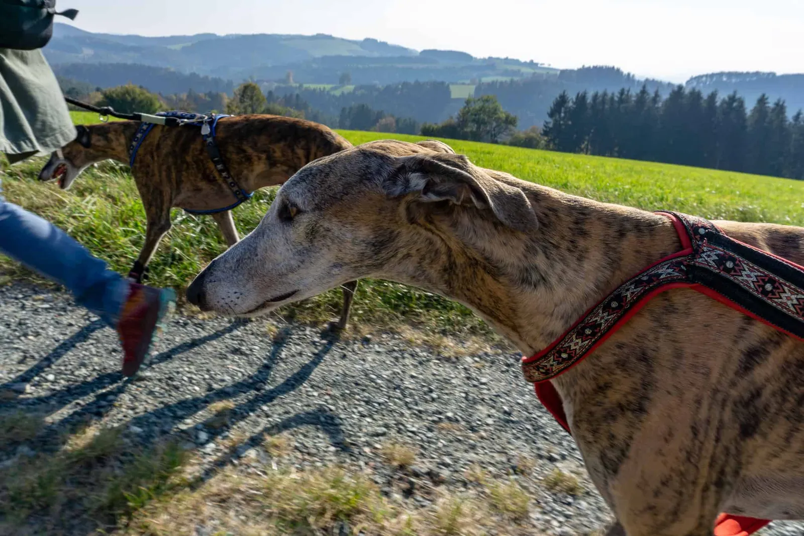 hundefreundliche Wanderung Bucklige Welt