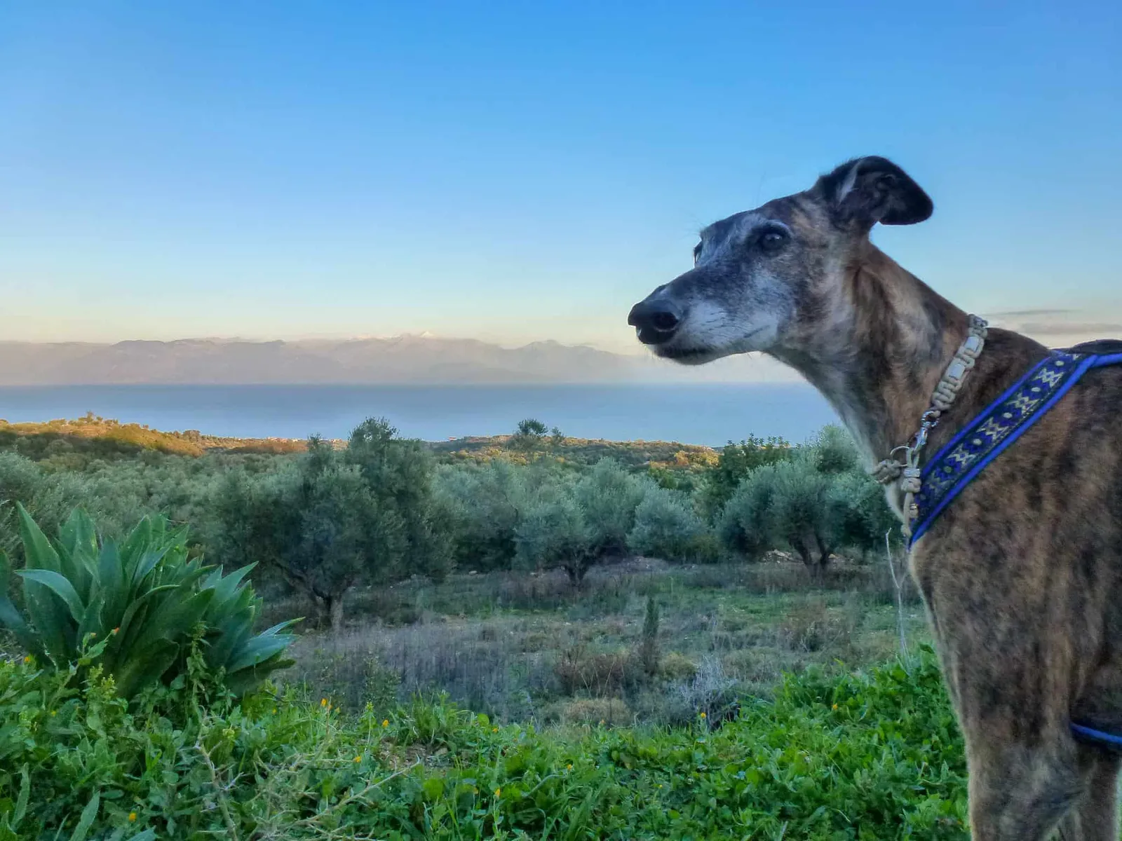 Urlaub mit Hund in Griechenland - über Aussteiger und Wanderungen
