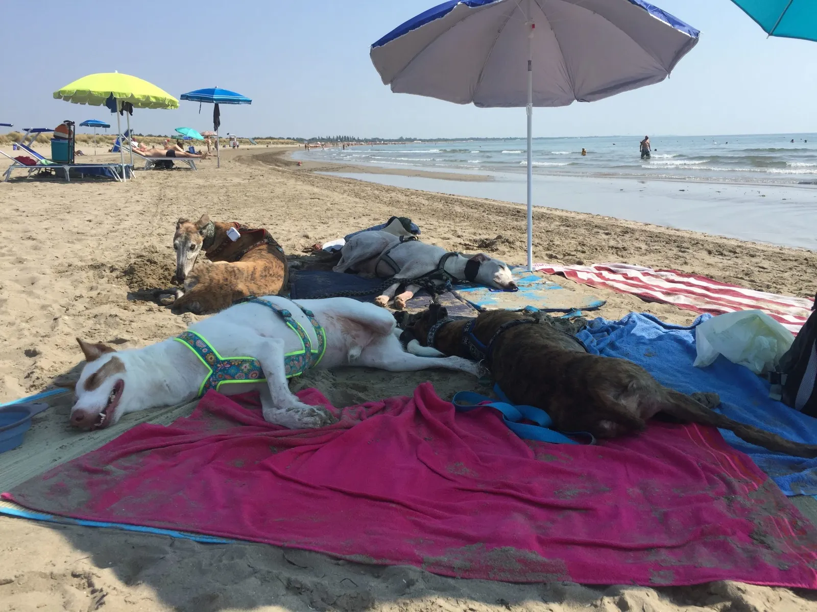 Urlaub mit Hund in Italien - Spanische Galgos in Cavallino-Treporti