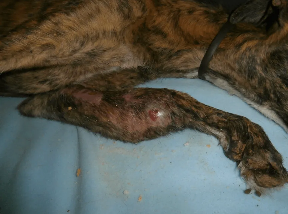 Galgo