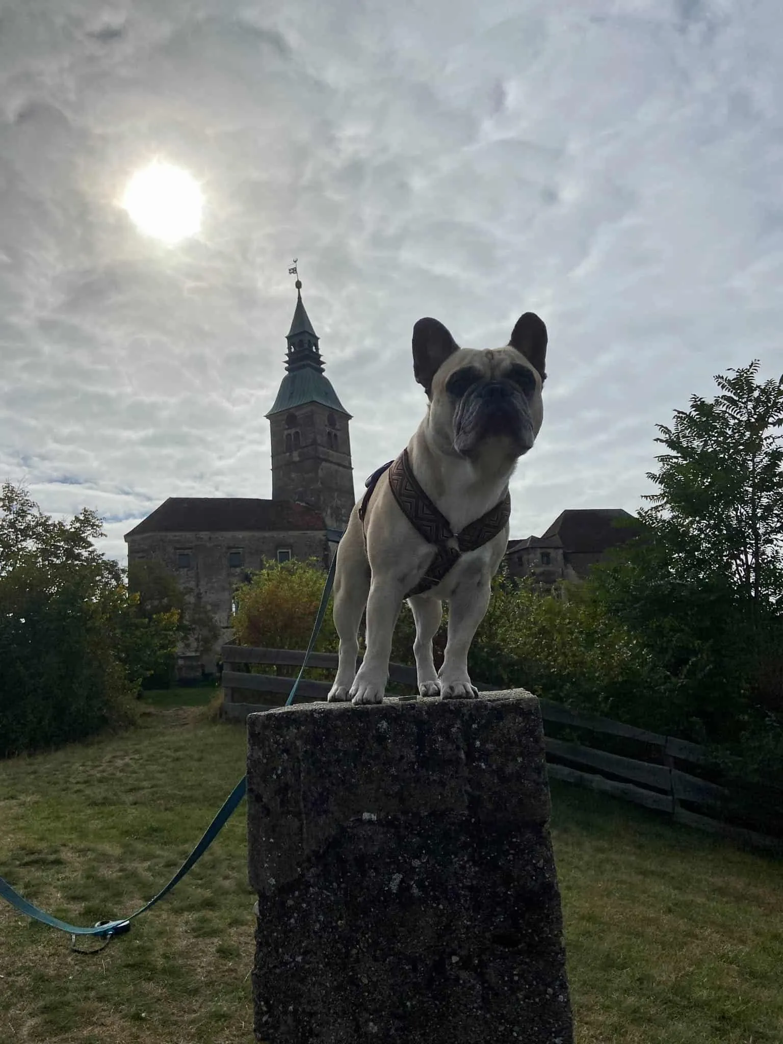 Burg Güssing im Hintergrund von Murphy