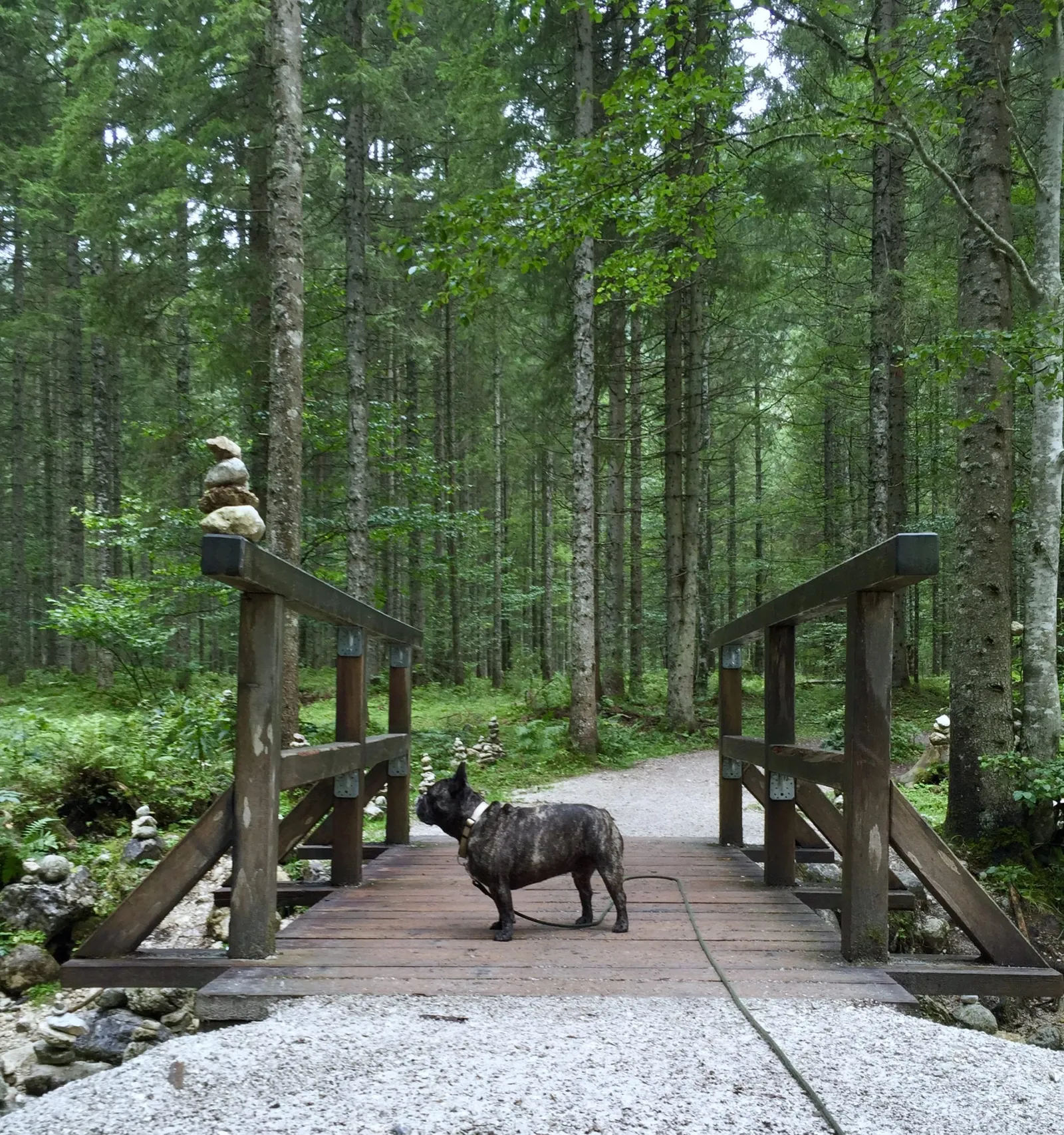Ödensee mit Hund