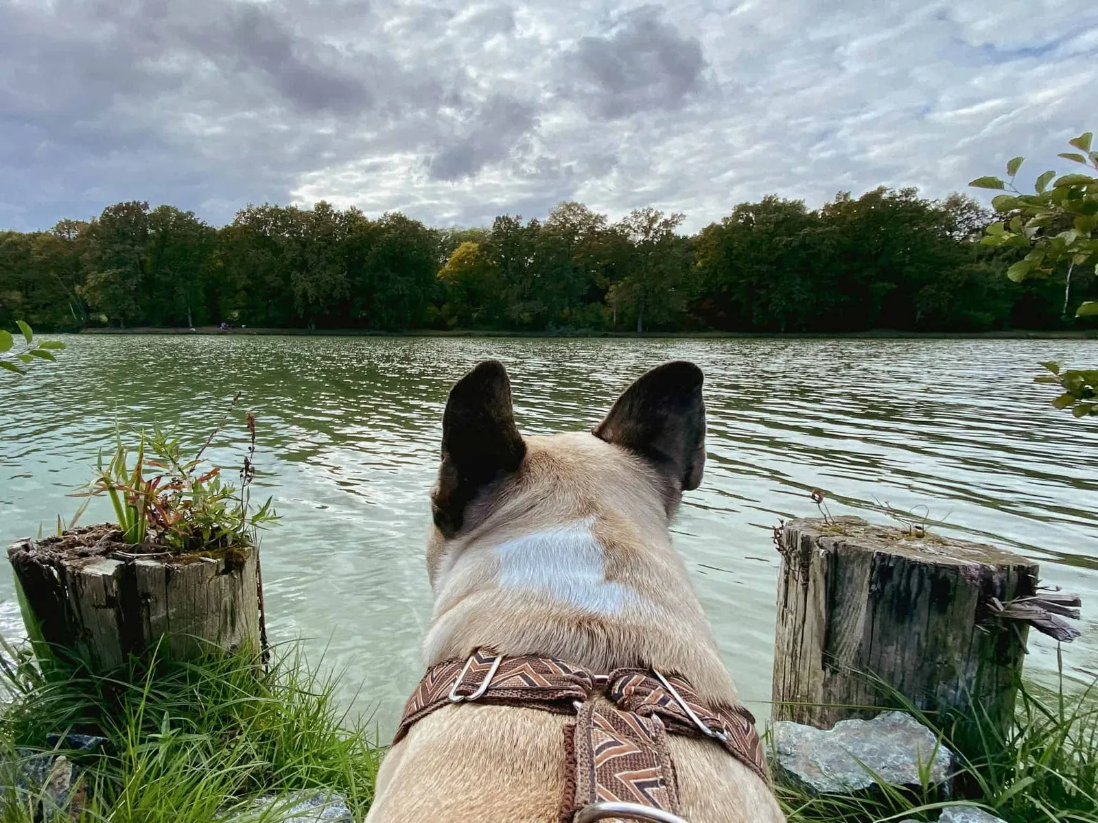 Murphy blickt über den Stausee Urbersdorf