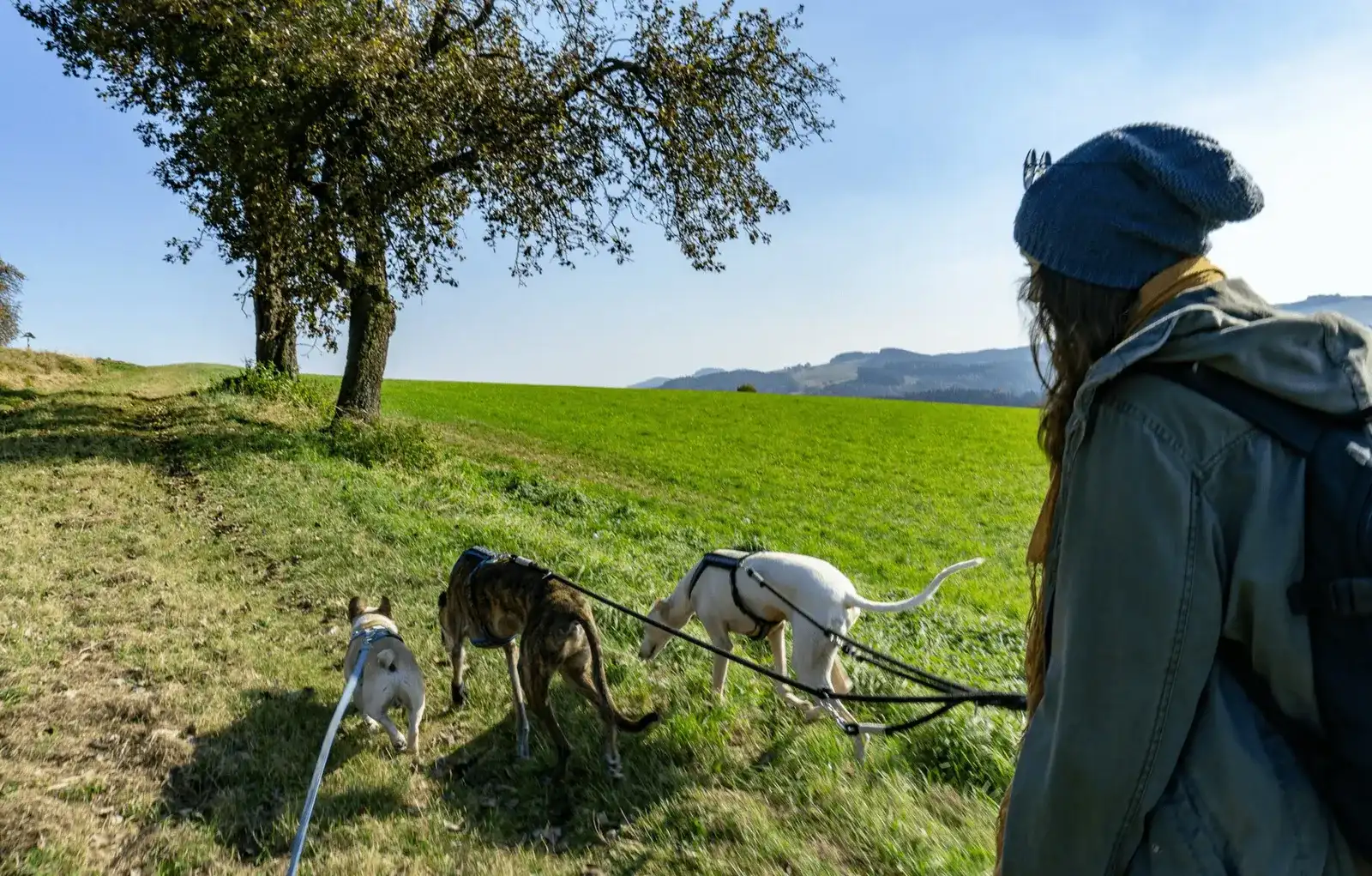 Hundefreundliche Wanderung durch die Bucklige Welt, NÖ
