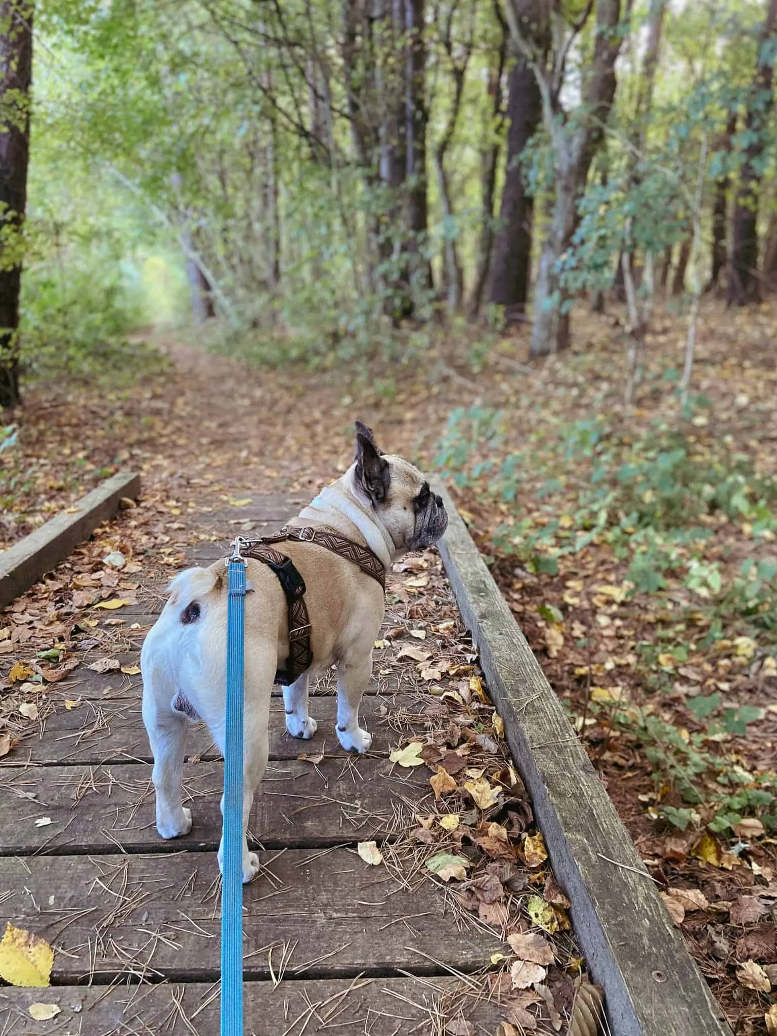 Murphy auf einer Holzbrücke im Wald