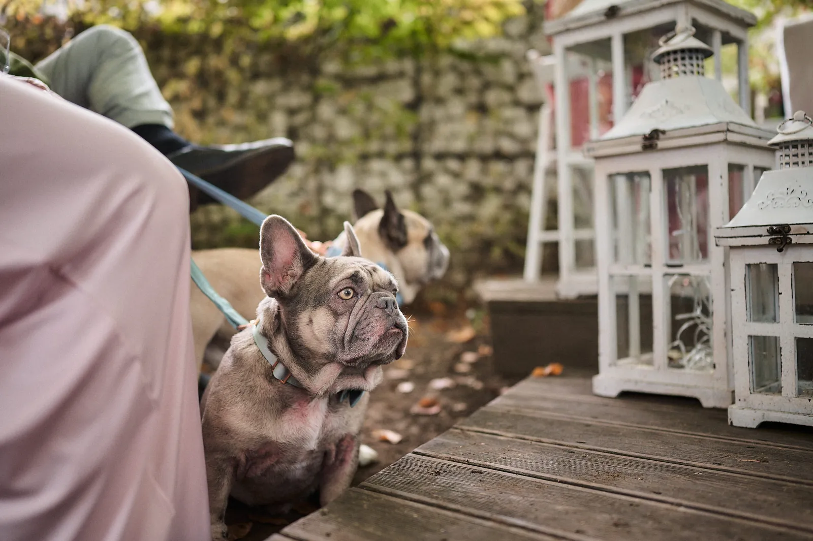 Zwei Französische Bulldoggen an der Leine bei der Trauungszeremonie auf einem Holzdeck.