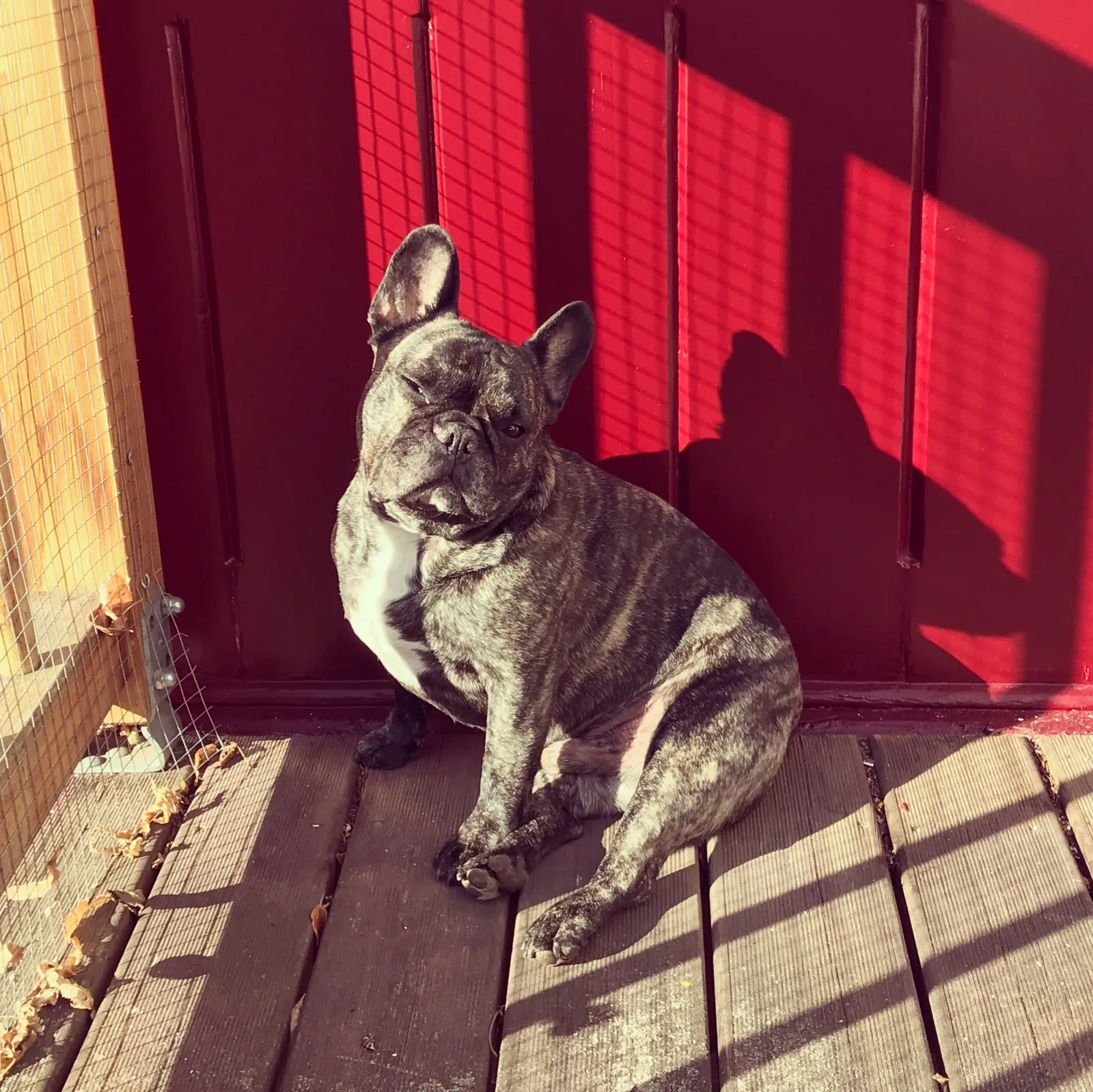 French Bulldog