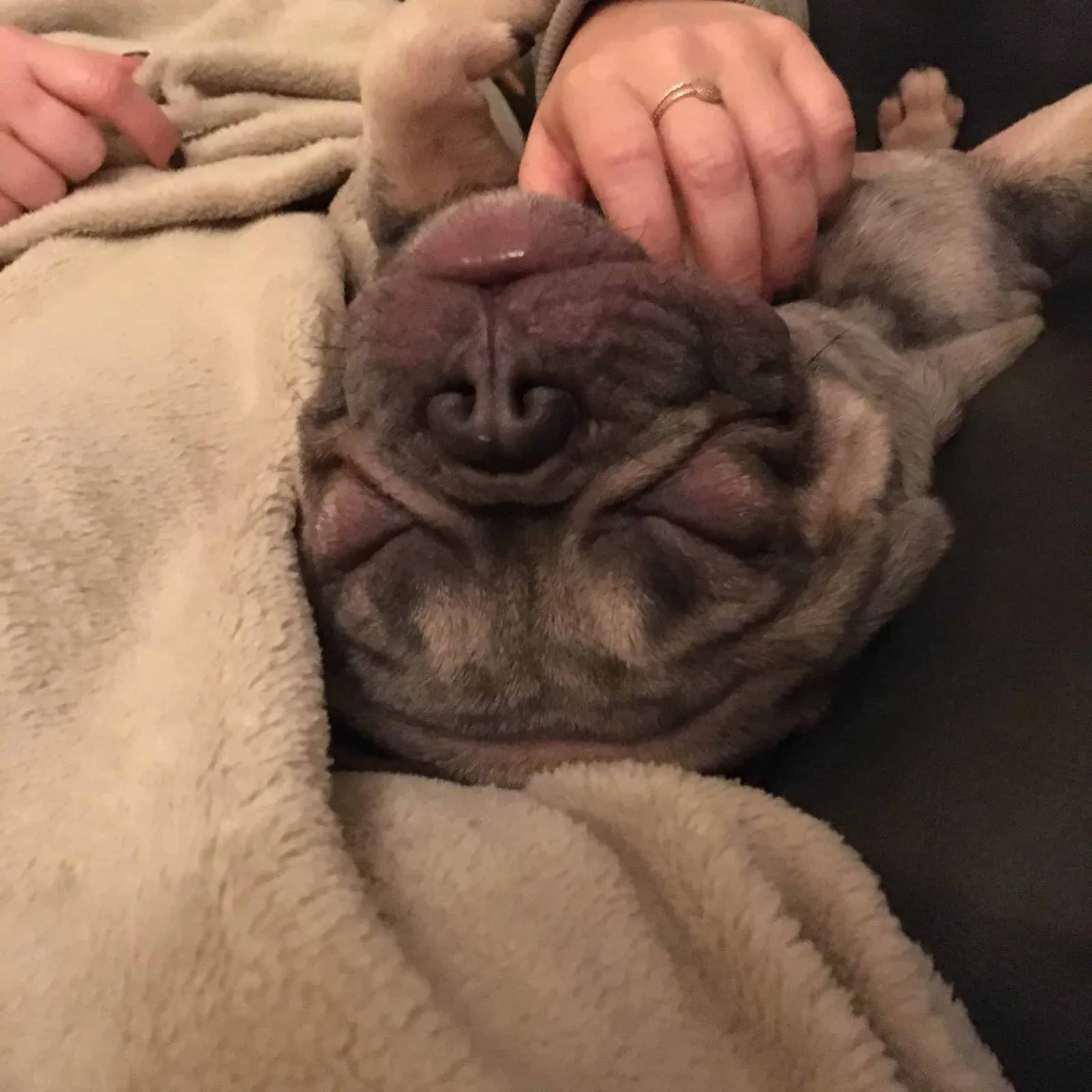 Archie, die französische Bulldogge aus dem Tierheim
