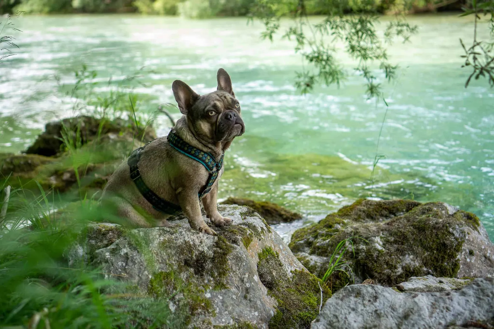 Archy Almfluss Grünau