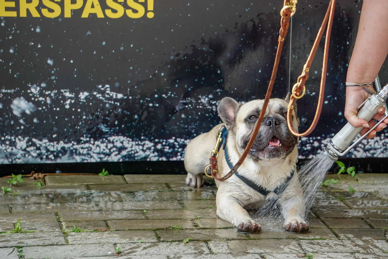 Ausflug Hund Tierpark Herberstein