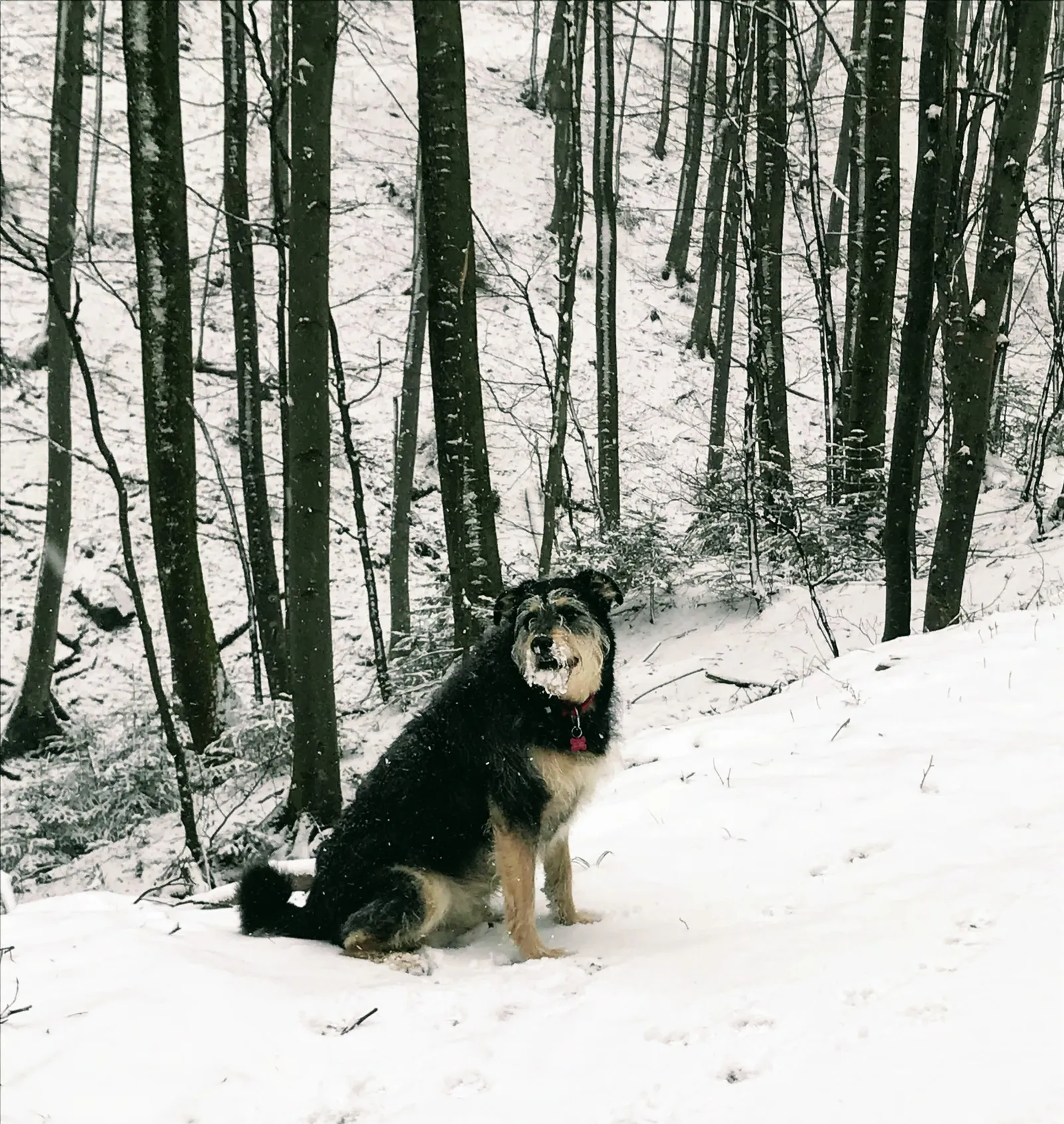 Hundewanderung