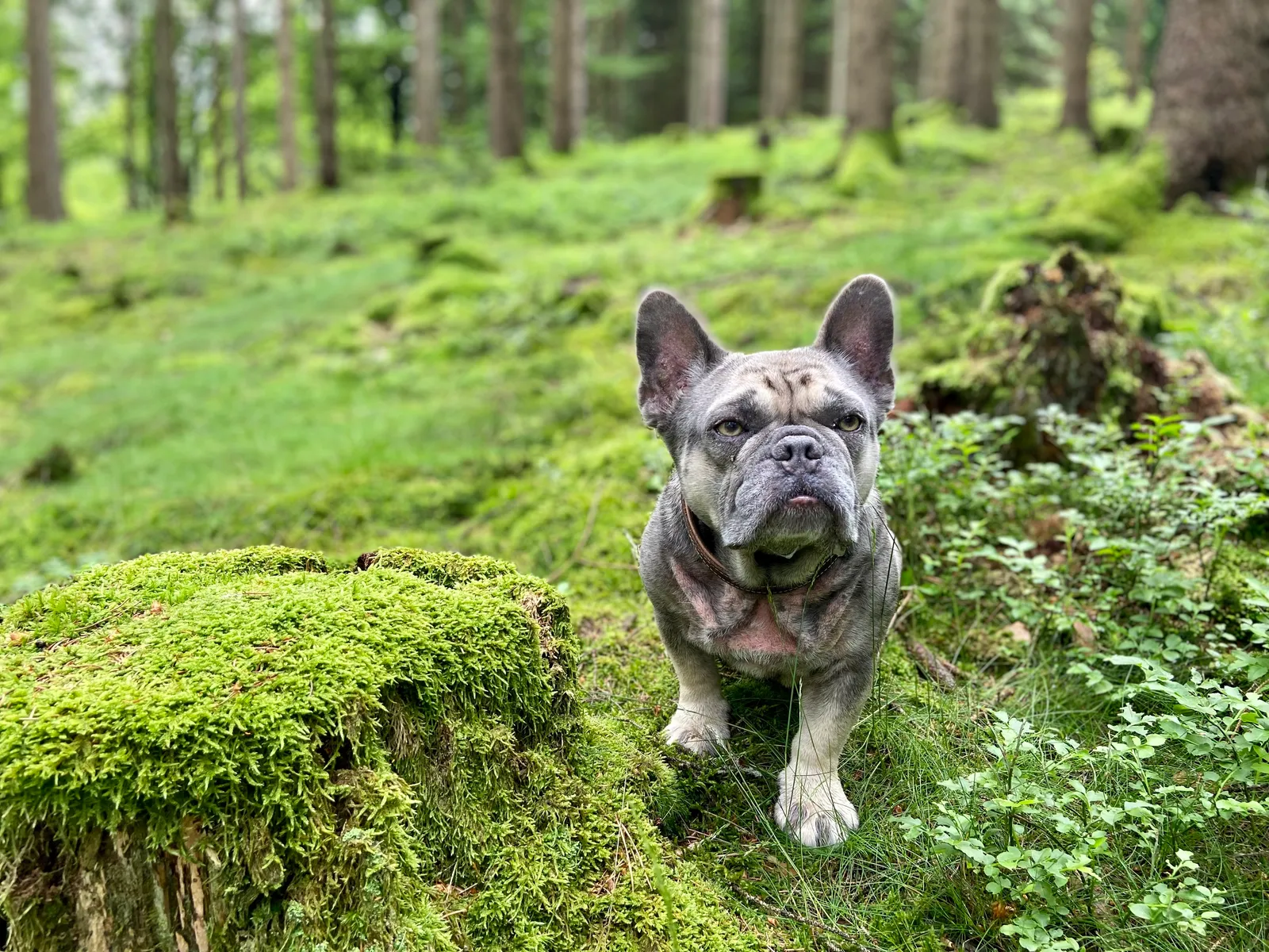 Archie im Moos