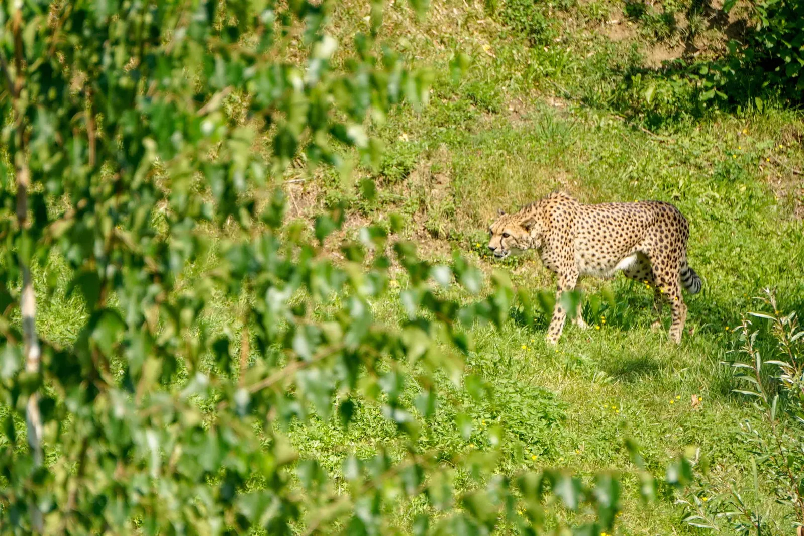 Ausflug Hund Tierpark Herberstein