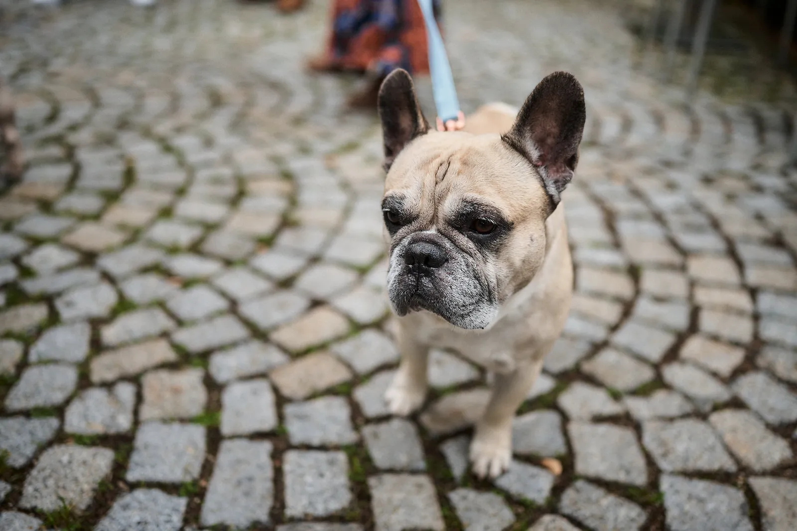 Eine Französische Bulldogge an der Leine steht auf Kopfsteinpflaster.