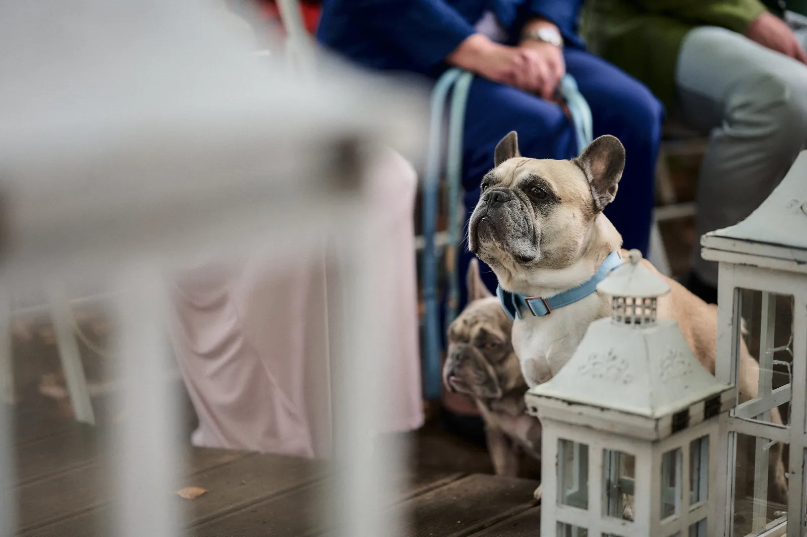 Zwei Französische Bulldoggen sitzen während der Trauung zwischen weißen Laternen auf dem Holzdeck.