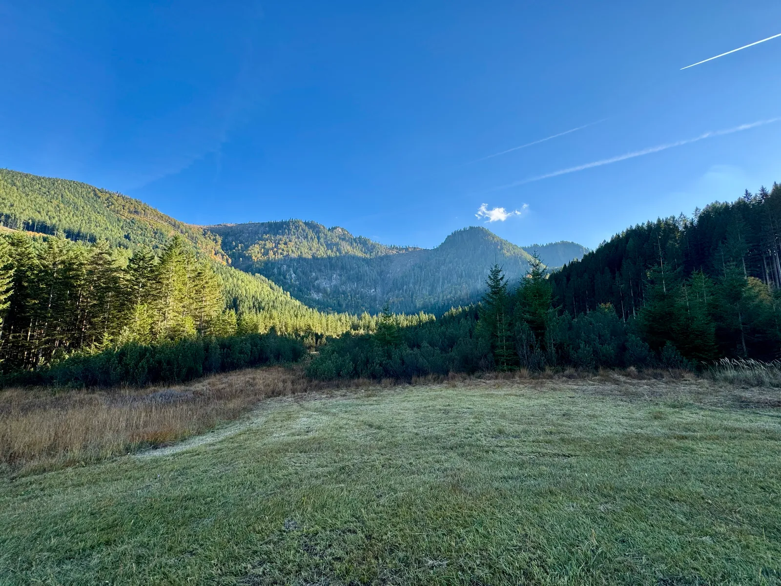 Weite Almwiese mit bewaldeten Bergen im Hintergrund unter blauem Herbsthimmel.