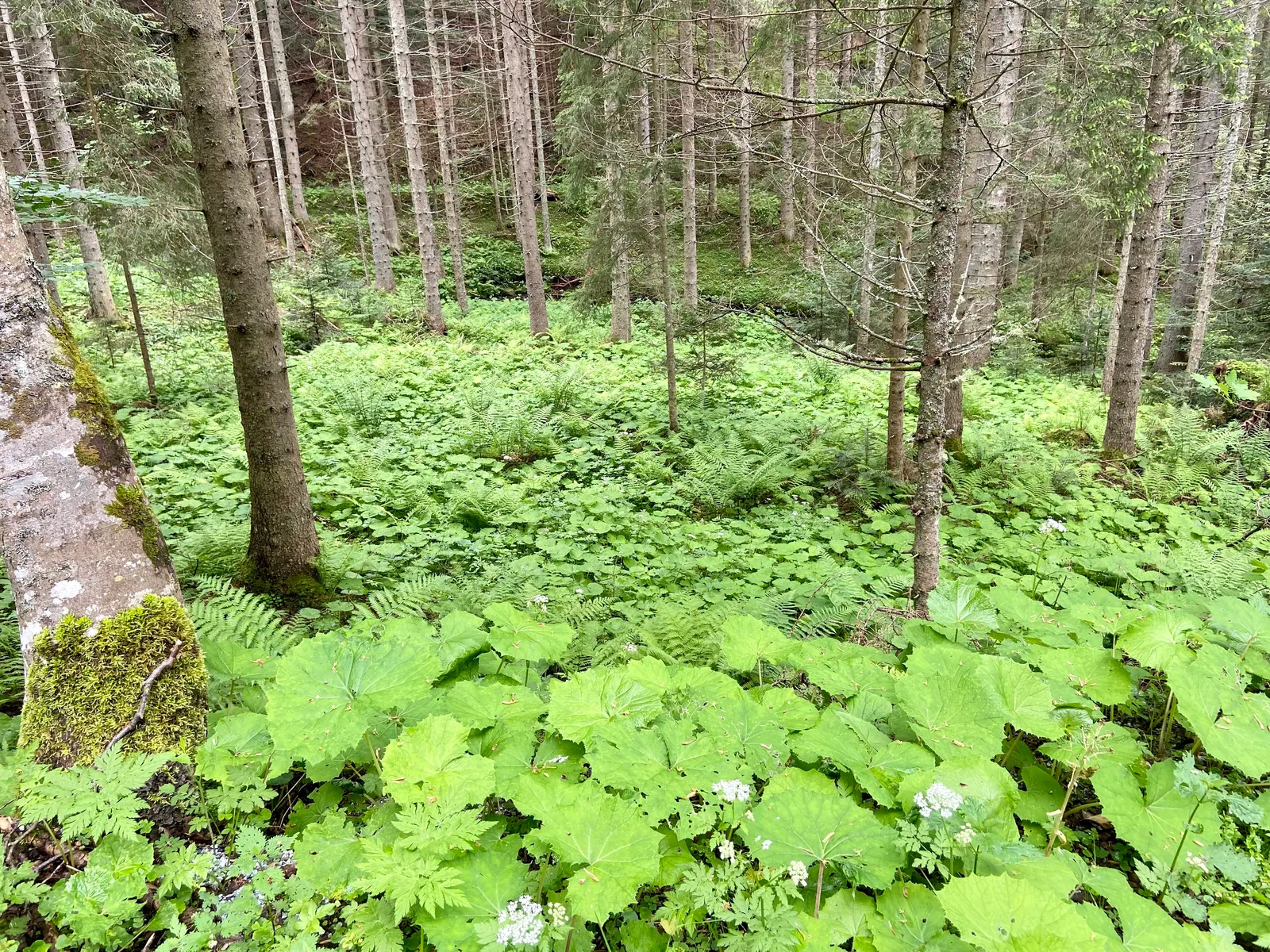 Hoiswirt Modriach Runde Bach Wald