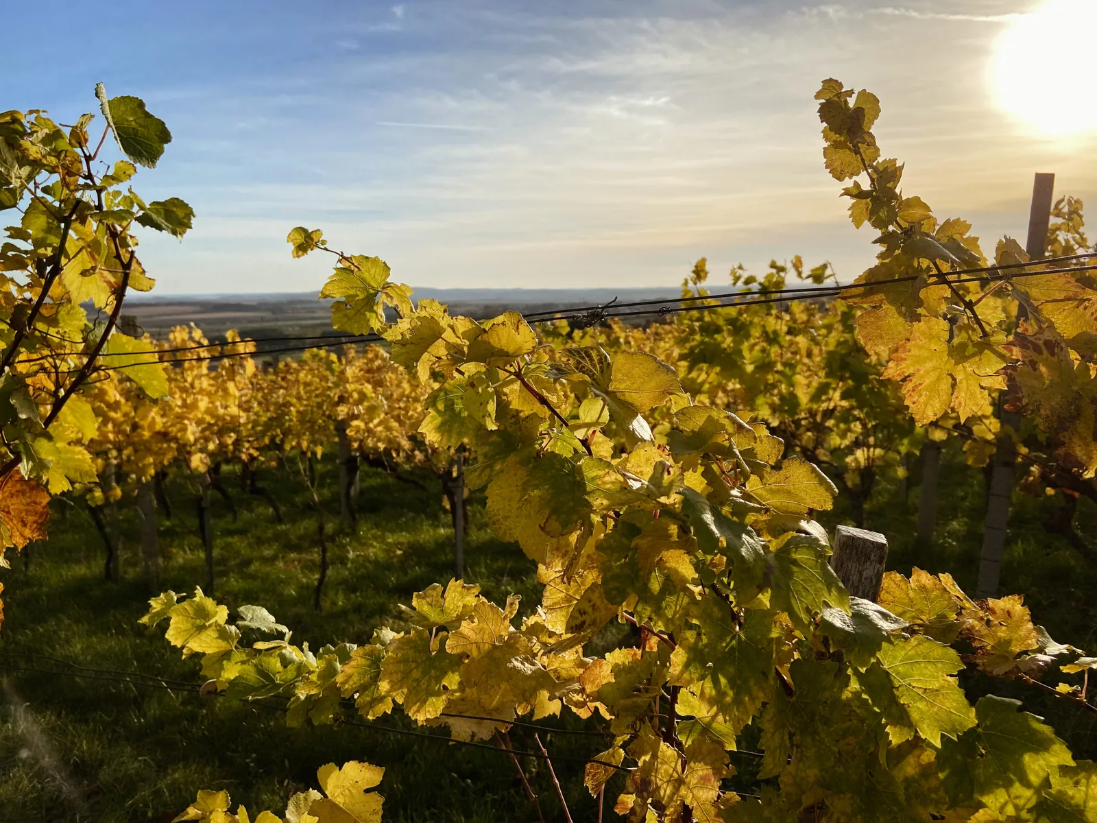 Weingebirge Rechnitz Abendsonne Weinblätter