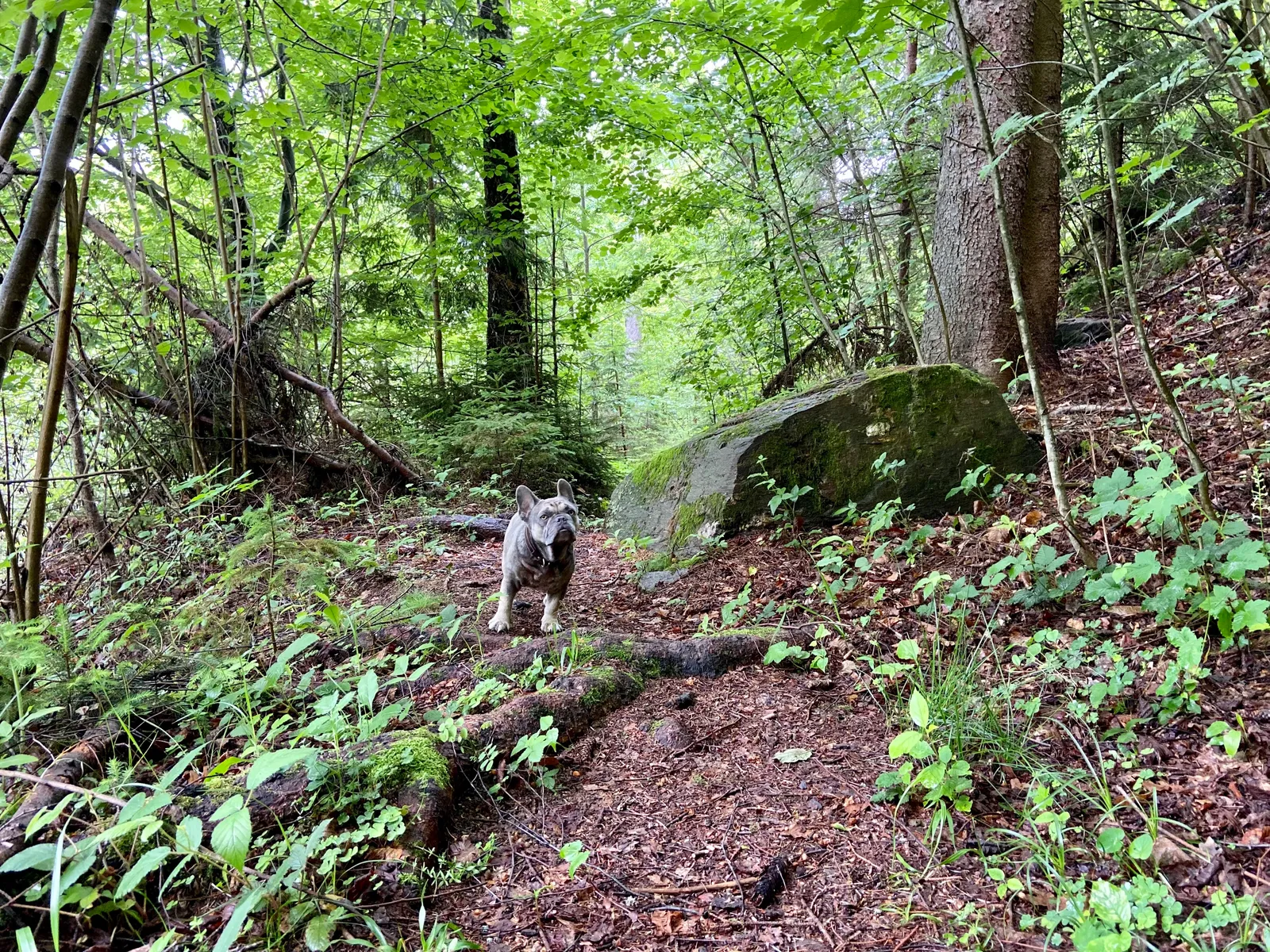 Archie im Gruenen