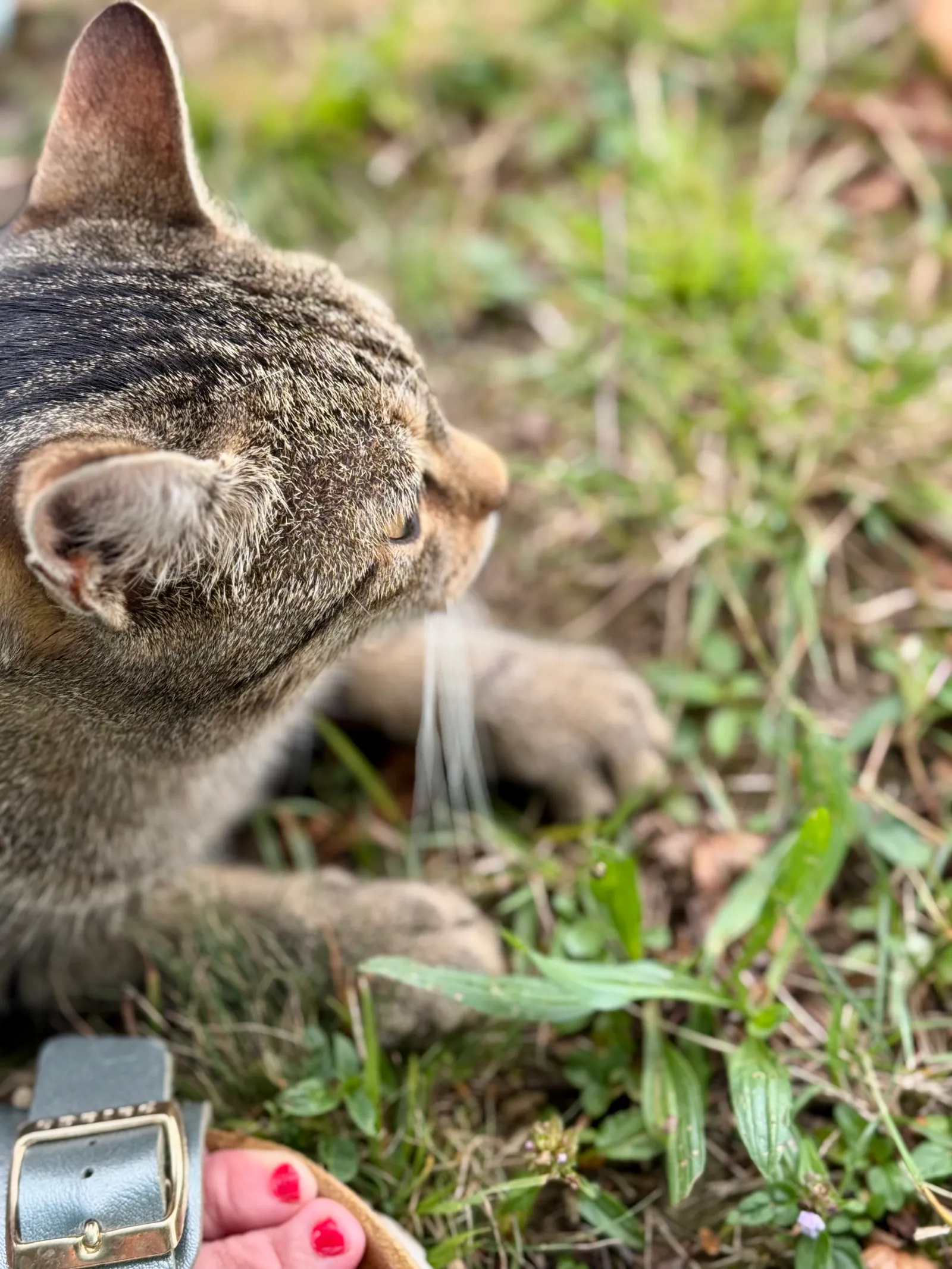 Eine Katze schnuppert an den Zehen einer Person im Gras.