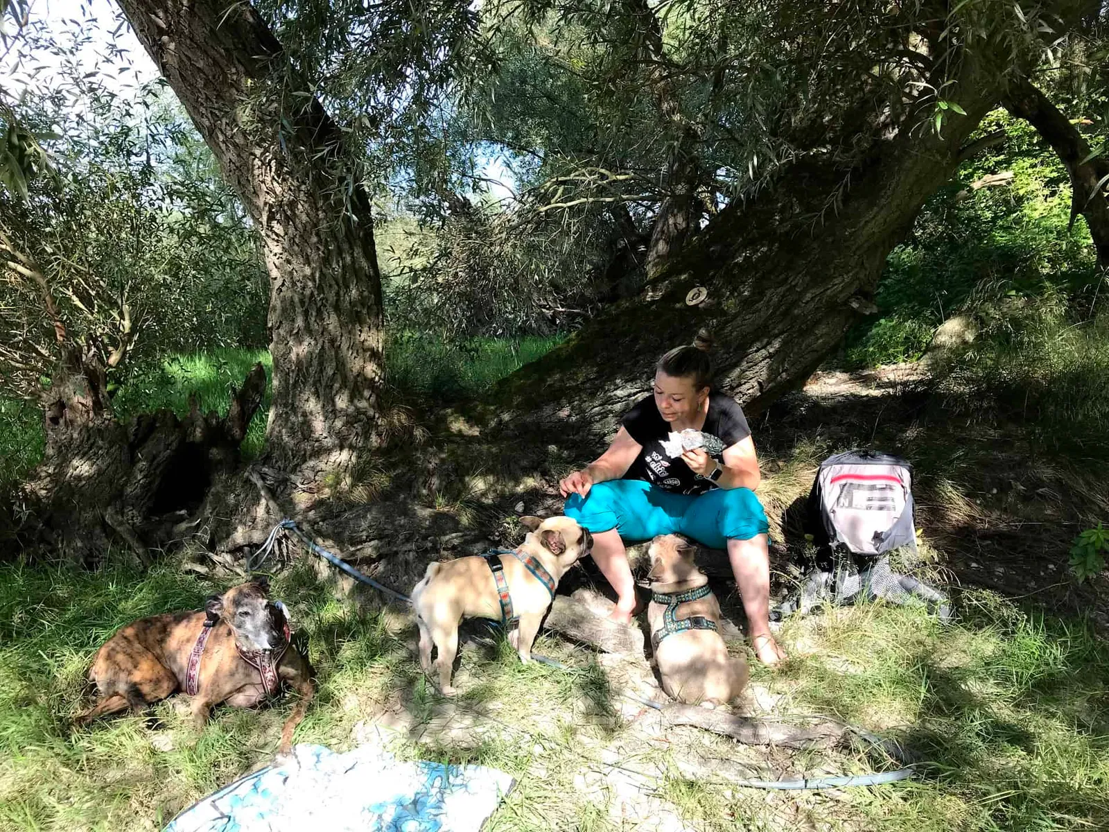 Ausflug mit Hund in die Donau-Auen rund um Maria Ellend