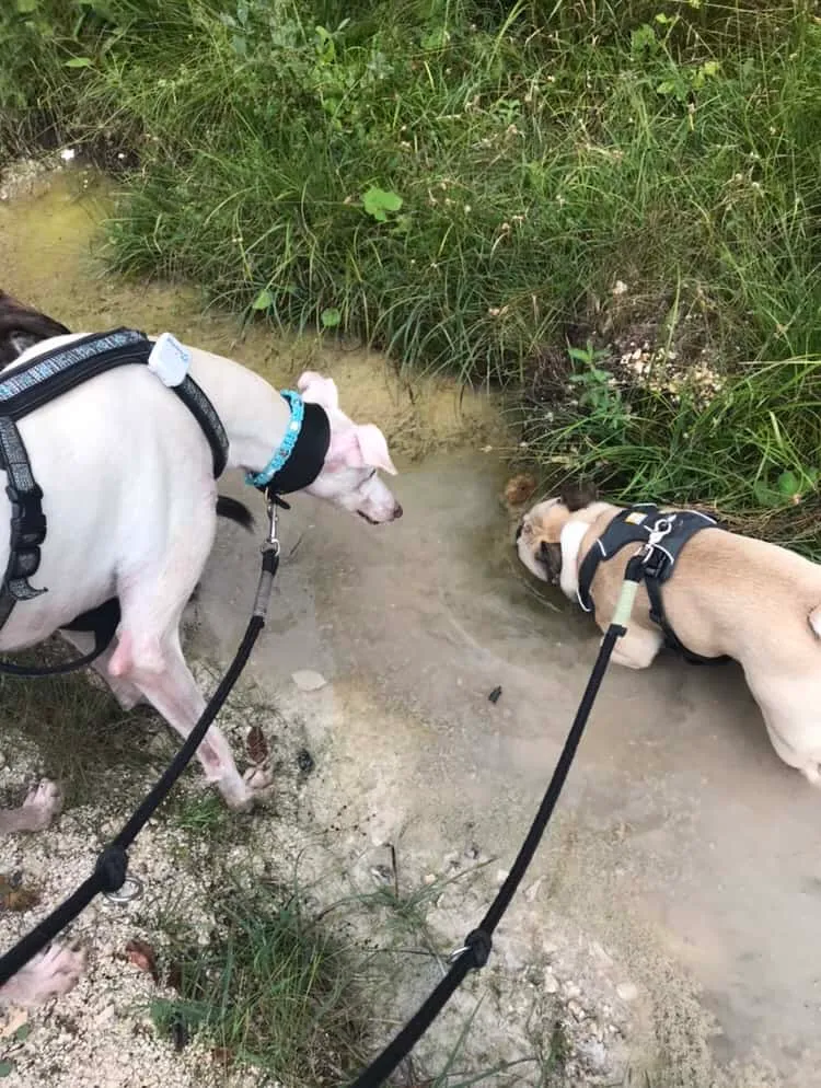 Urlaub mit Hund - Rußbach, Gosau, Traunsee - Salzburg & Oberösterreich