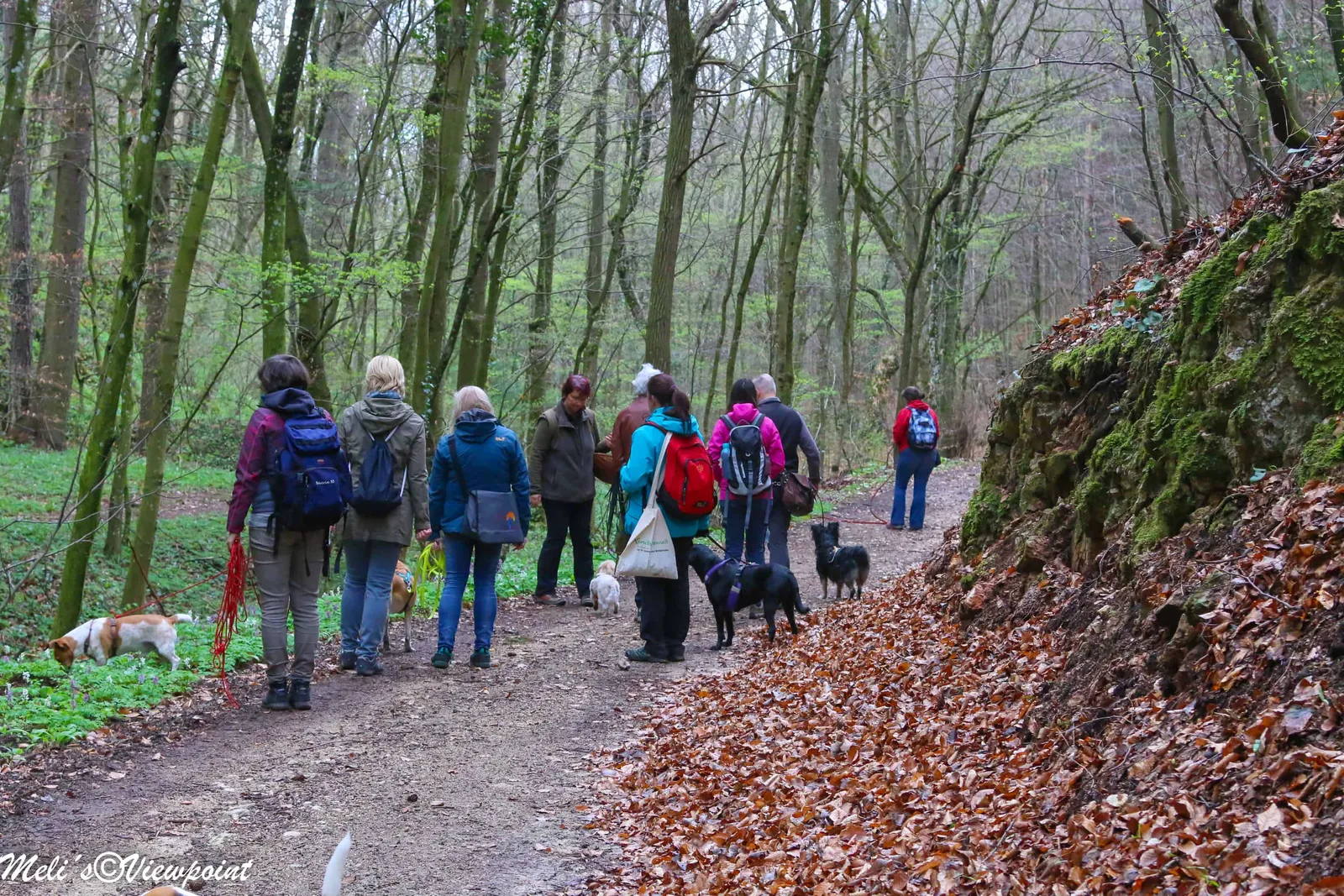 Kräuterwanderung mit Hund in Wöllersdorf-Steinabrückl