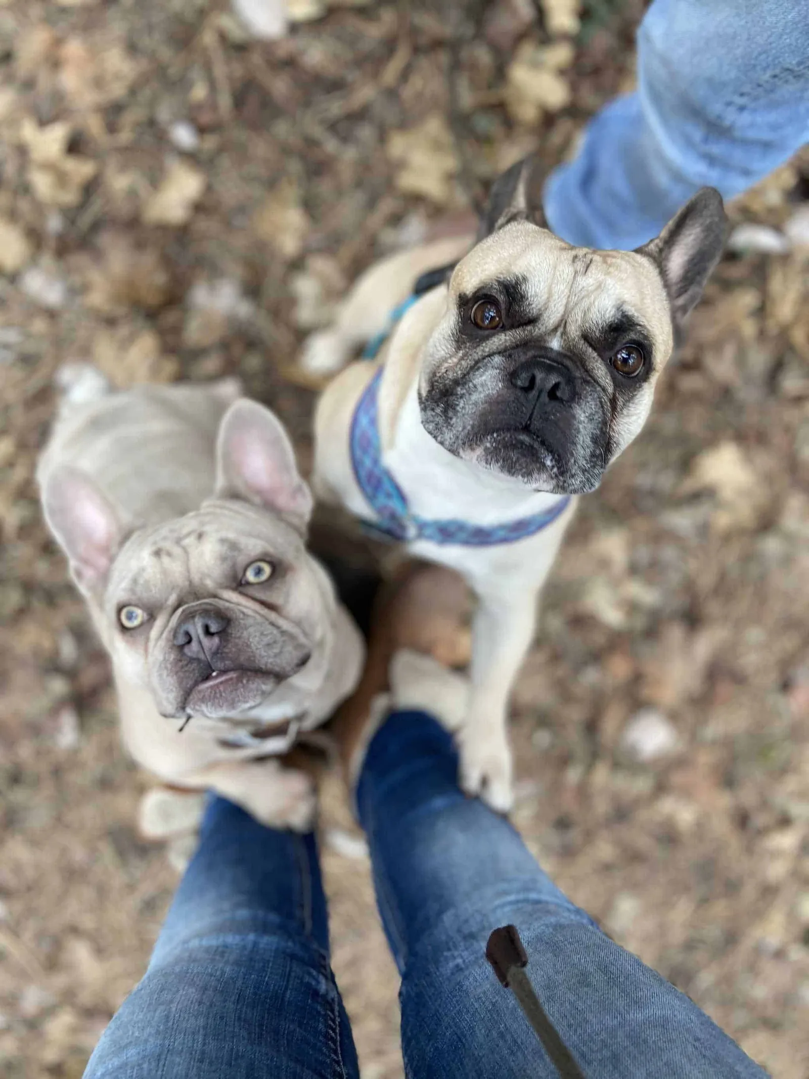 Archie und Murphy mit mir im Wald