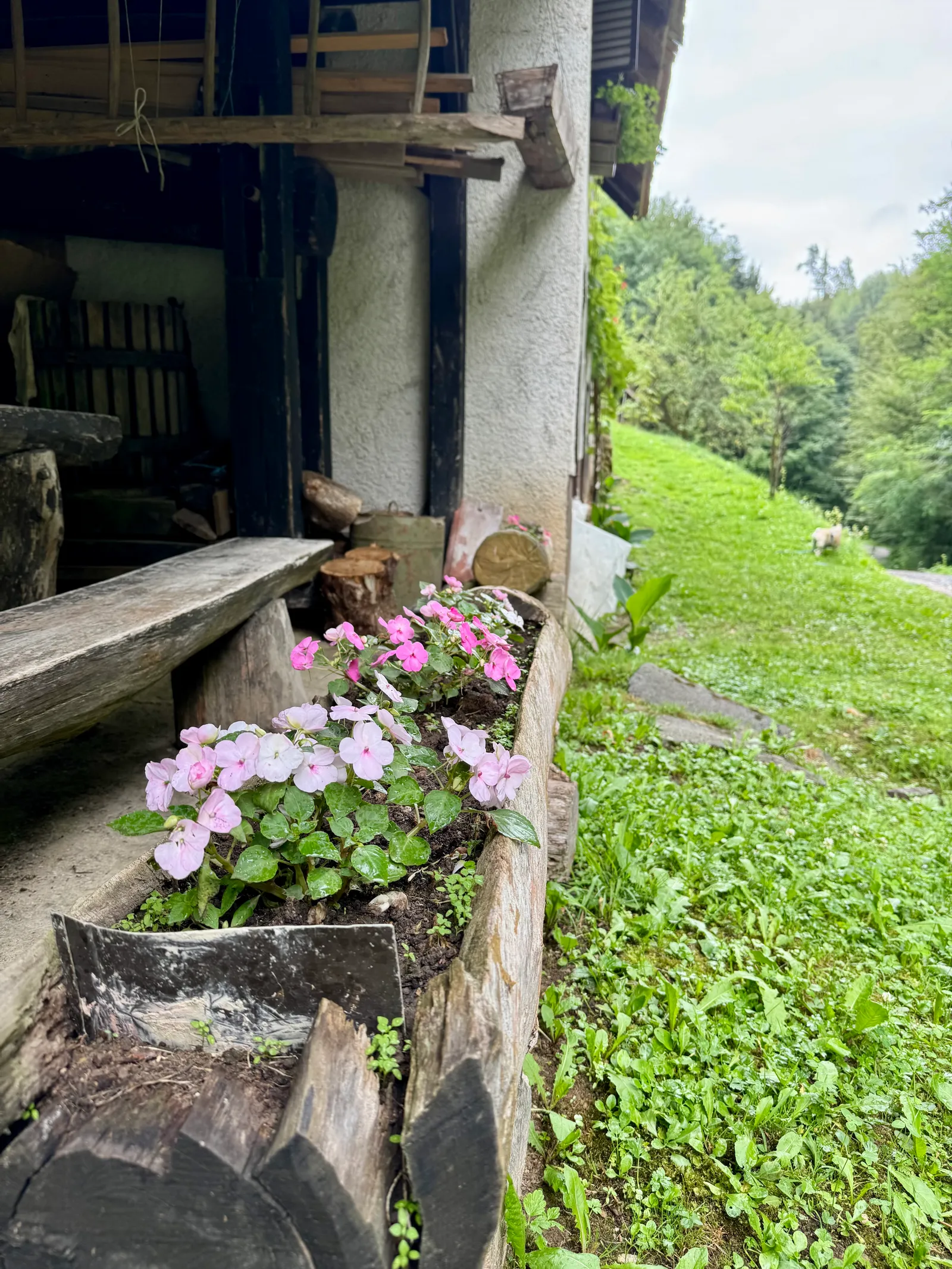 Rosa Blumen in einem alten Holztrog vor einem Bauernhaus mit grünem Hang im Hintergrund.