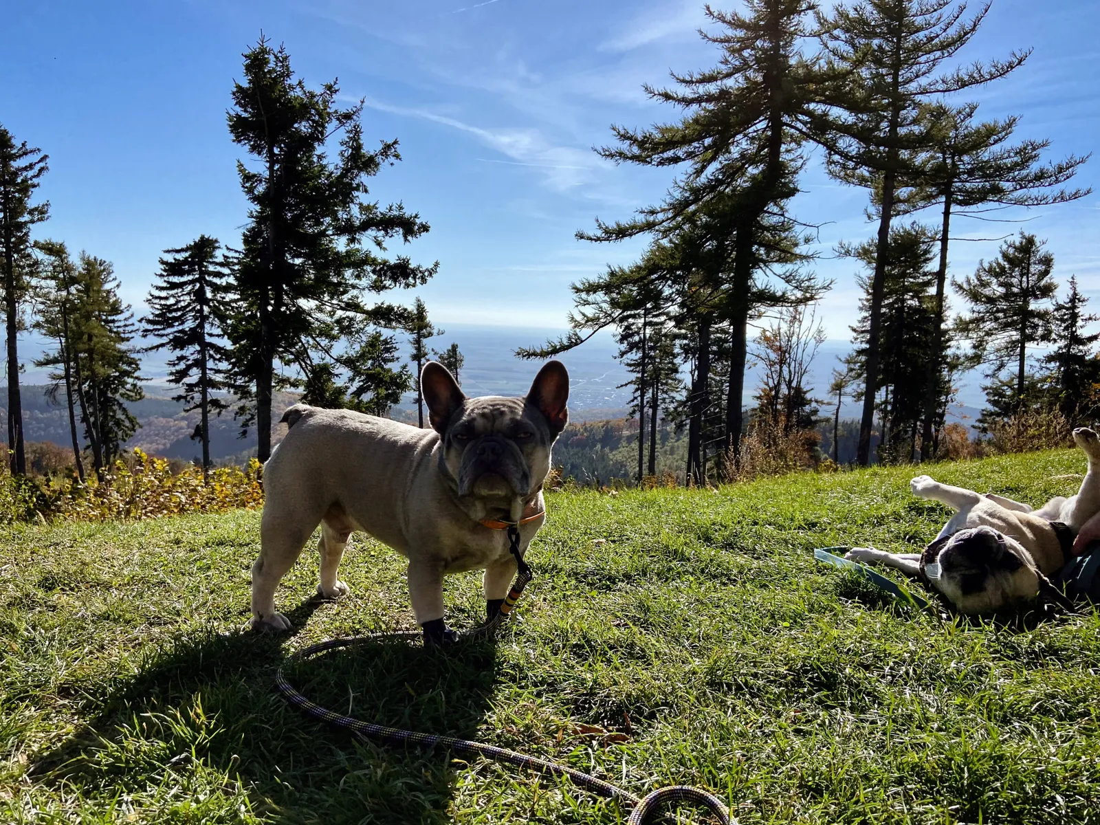 Geschriebenstein Aussichtswarte Burgenland Hunde