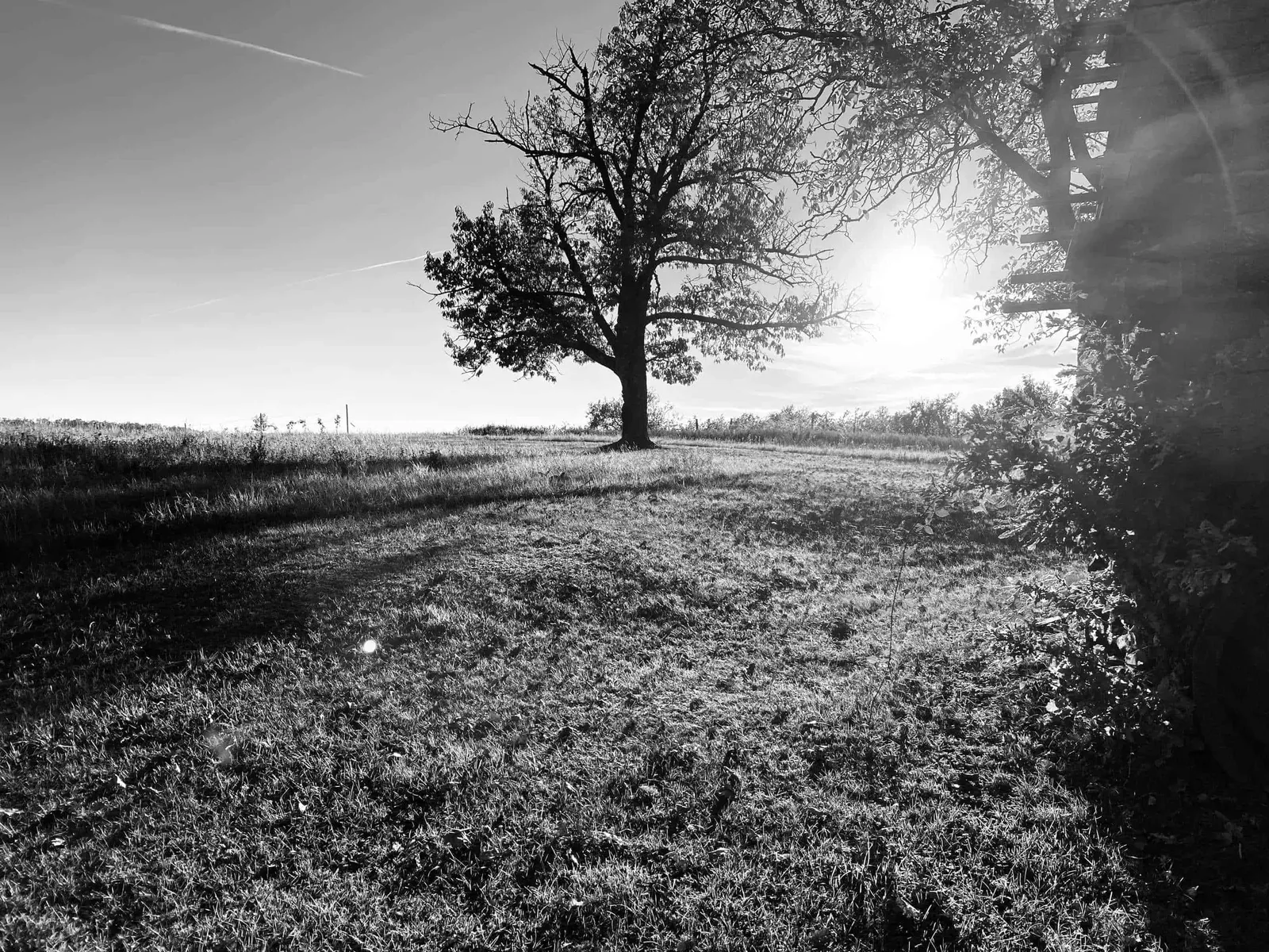 Landschaftsstilleben mit Baum sw