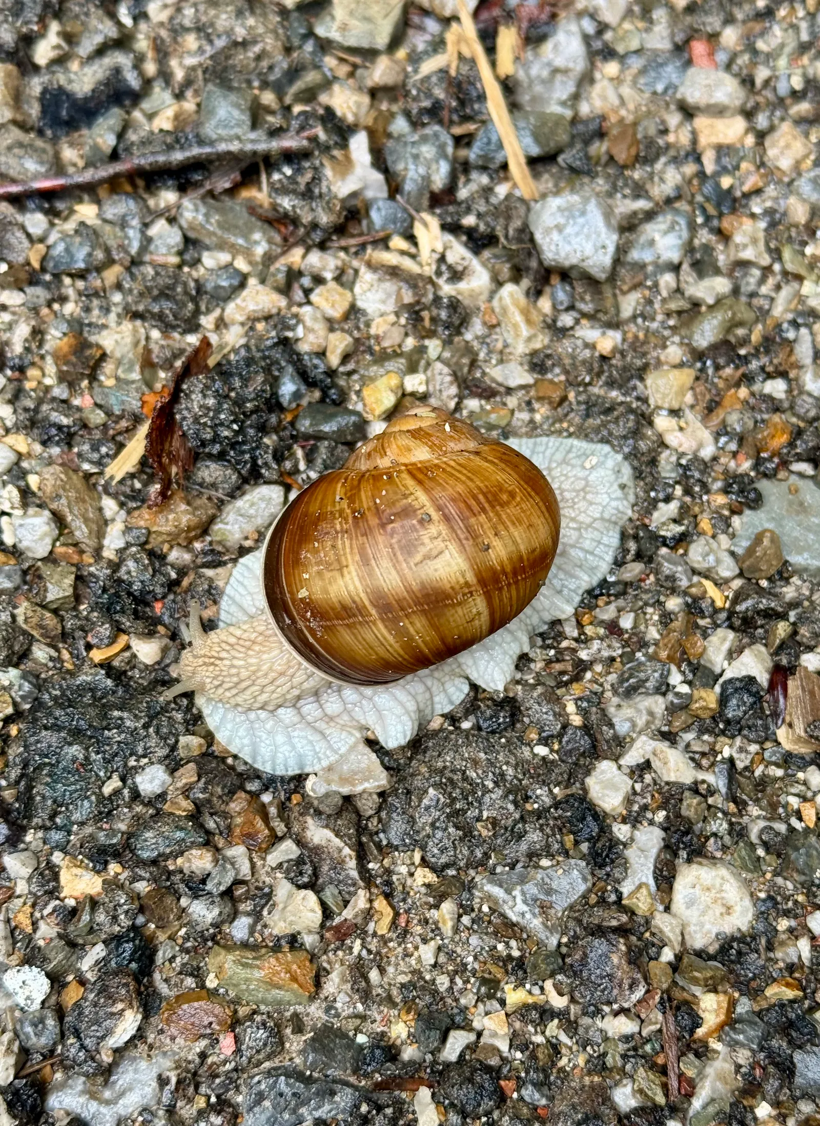 Eine Weinbergschnecke mit braunem Gehäuse kriecht auf einem Kiesweg.