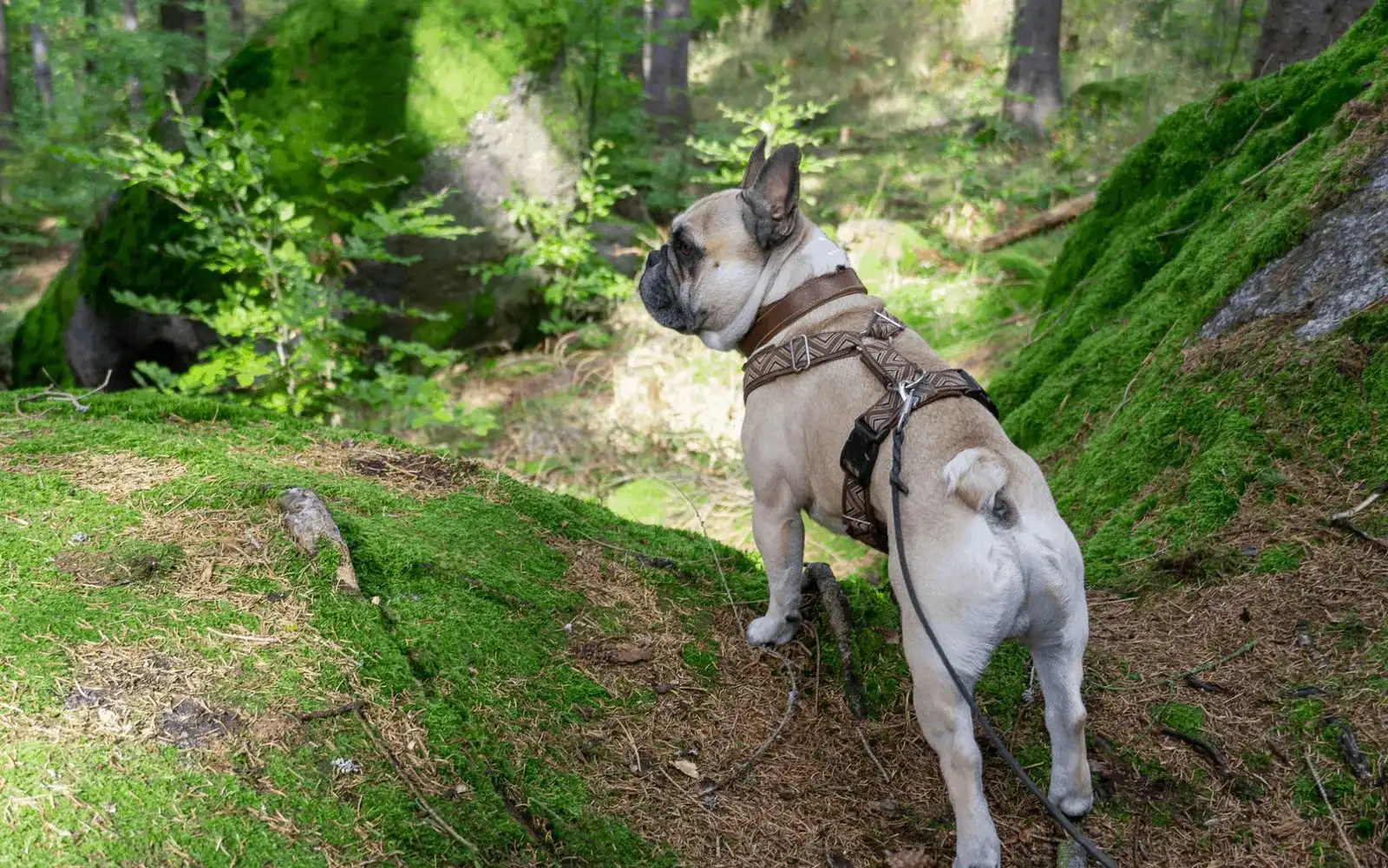 3 hundefreundliche Ausflüge im Waldviertel, NÖ