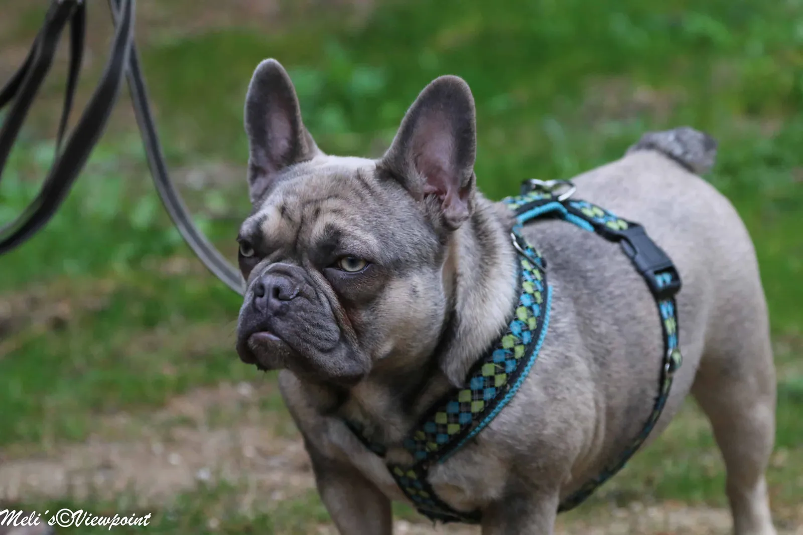 Kräuterwanderung mit Hund in Wöllersdorf-Steinabrückl