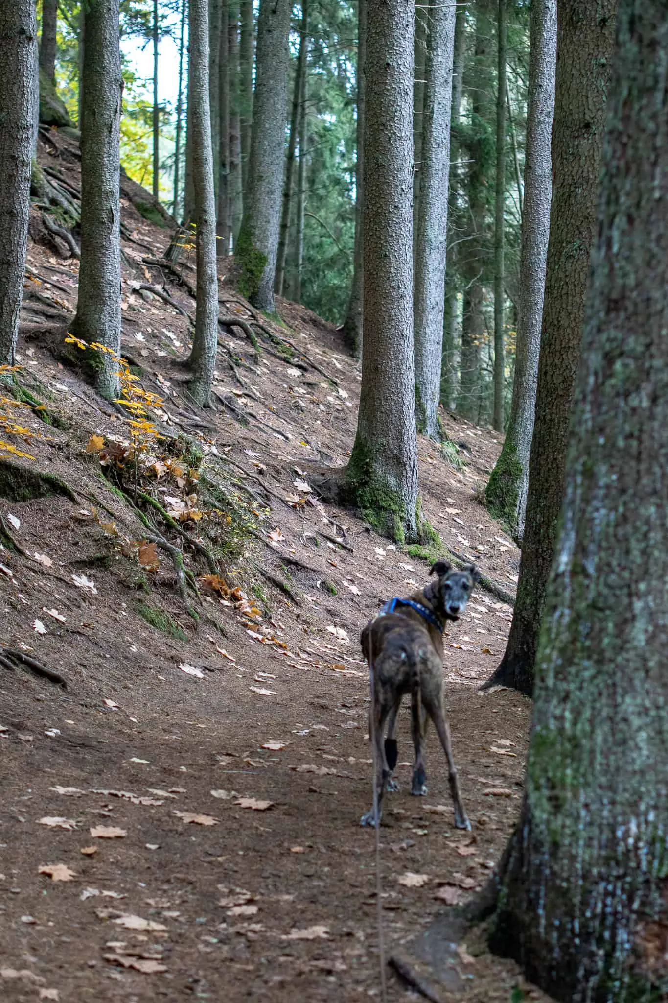 Hundereise Wandern Schwarzach Deutschland