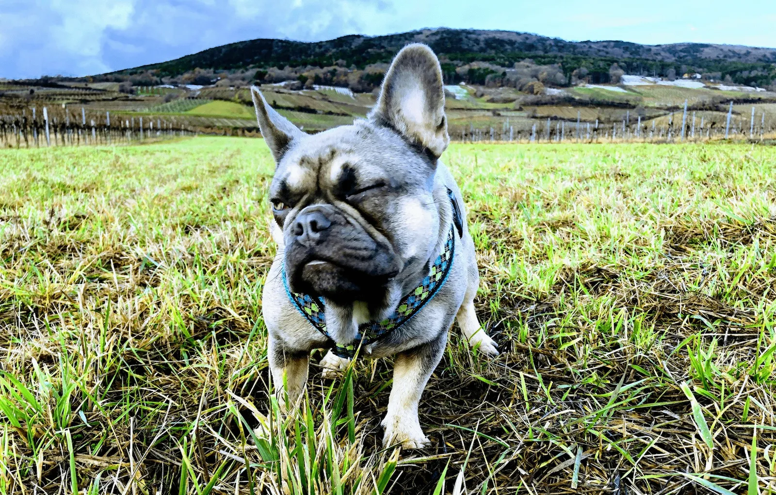 Archie, die französische Bulldogge aus dem Tierheim