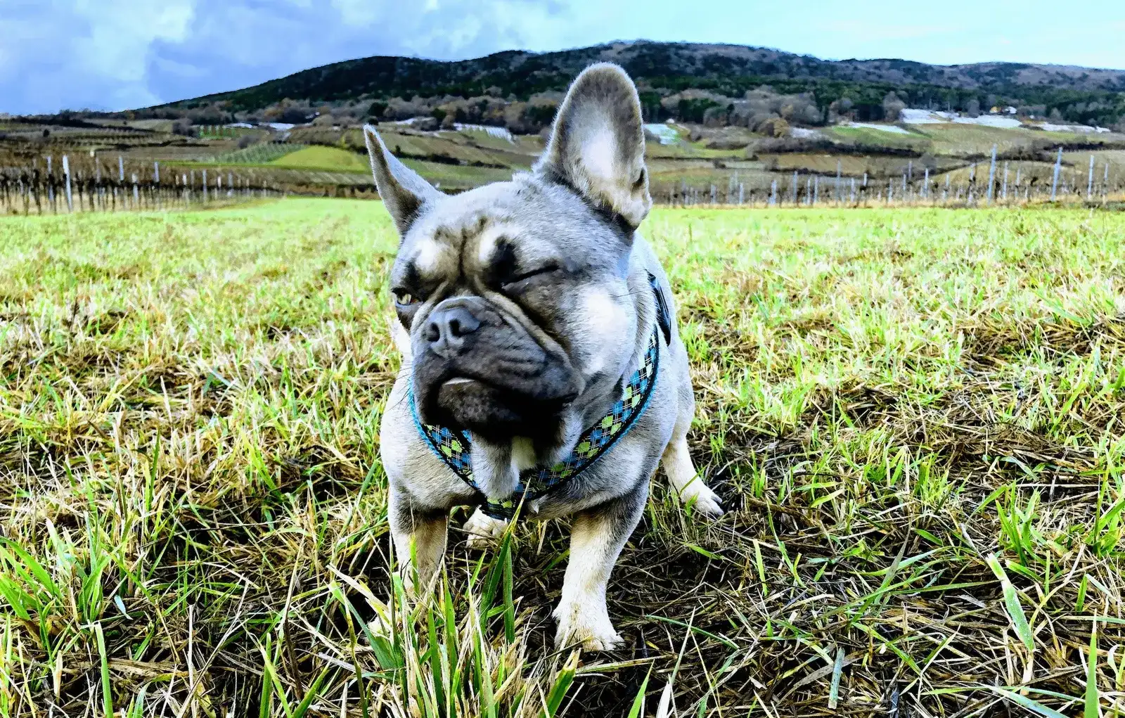 Archie, die französische Bulldogge aus dem Tierheim