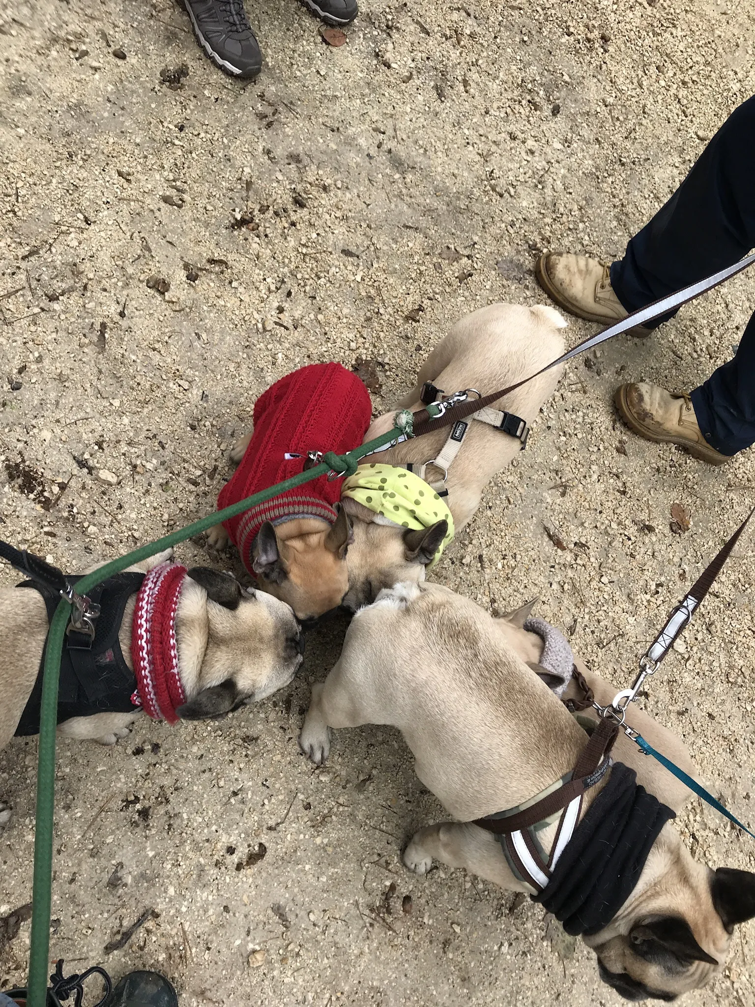 Ausflug mit Hund zu den Wölfen im Wildpark Ernstbrunn, NÖ