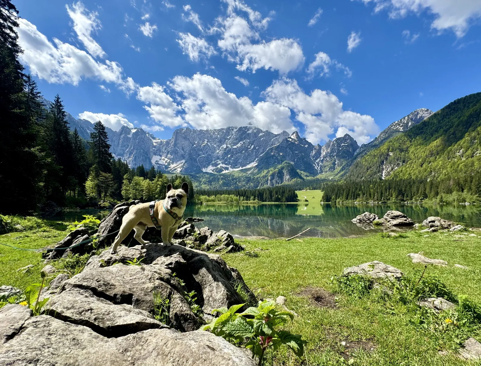 Murphy steht auf einem Felsen am oberen Lago di Fusine mit schneebedeckten Bergen im Hintergrund.