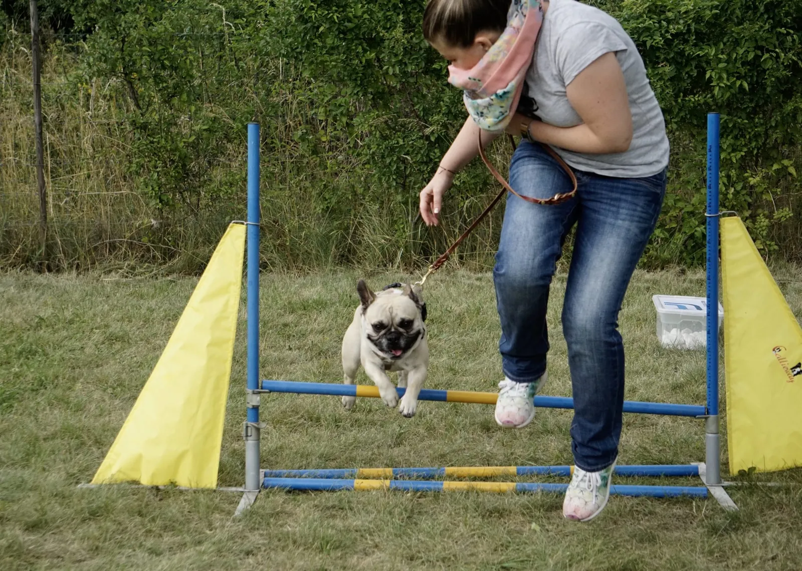 Frenchie Agility