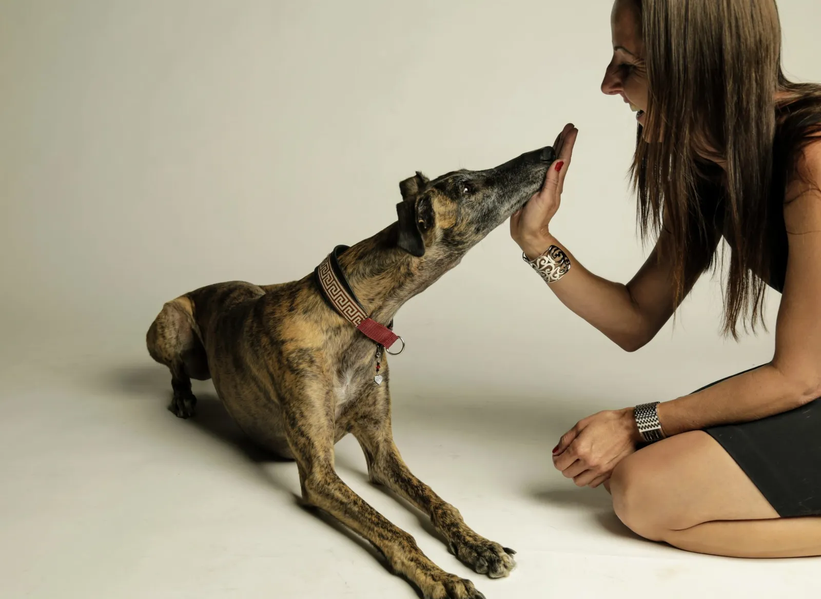 Fotoshooting Hund