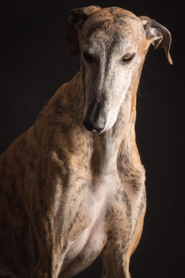 Galgos